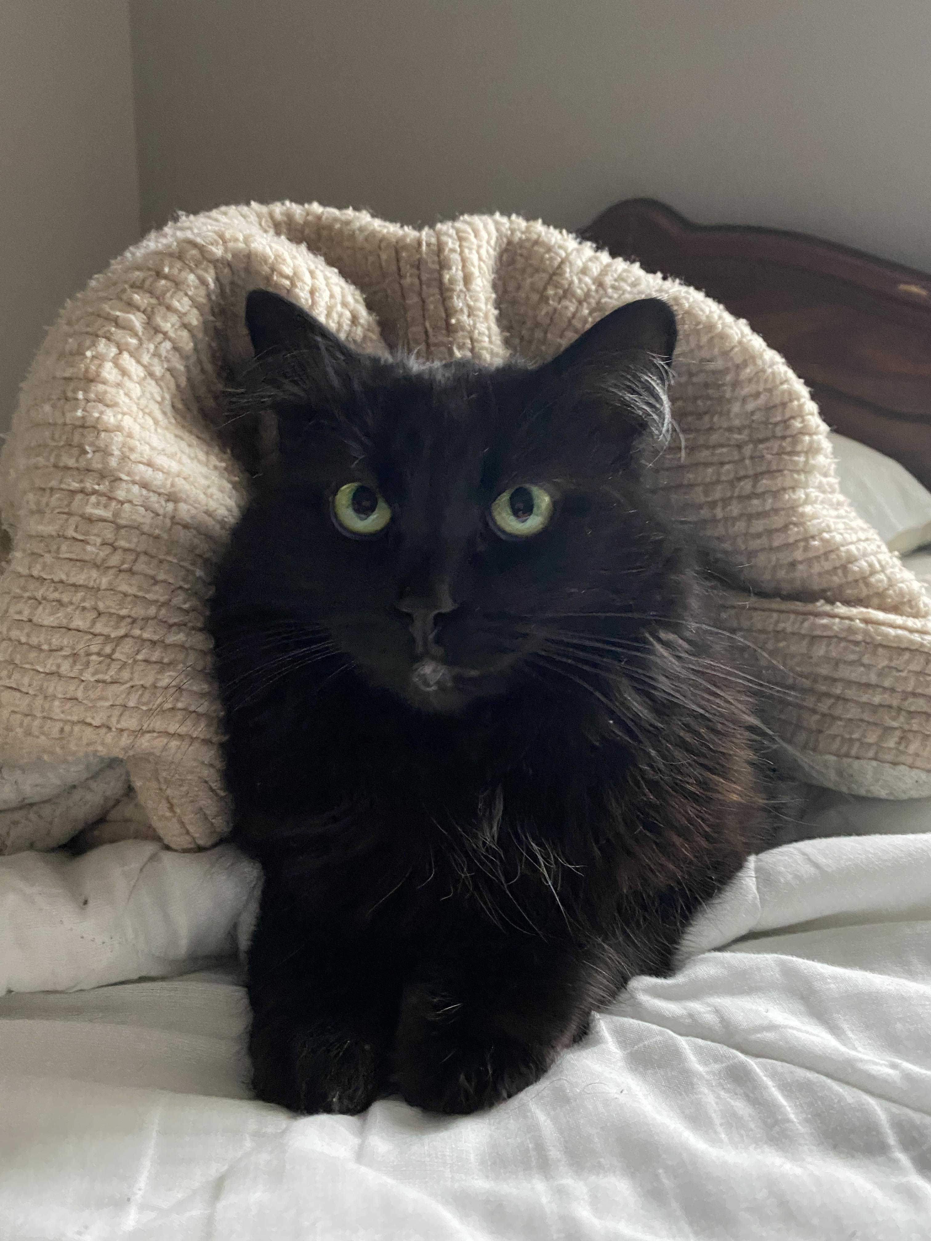 34 Hilarious Kit Kat Valentine's Day Puns Punstoppable 🛑