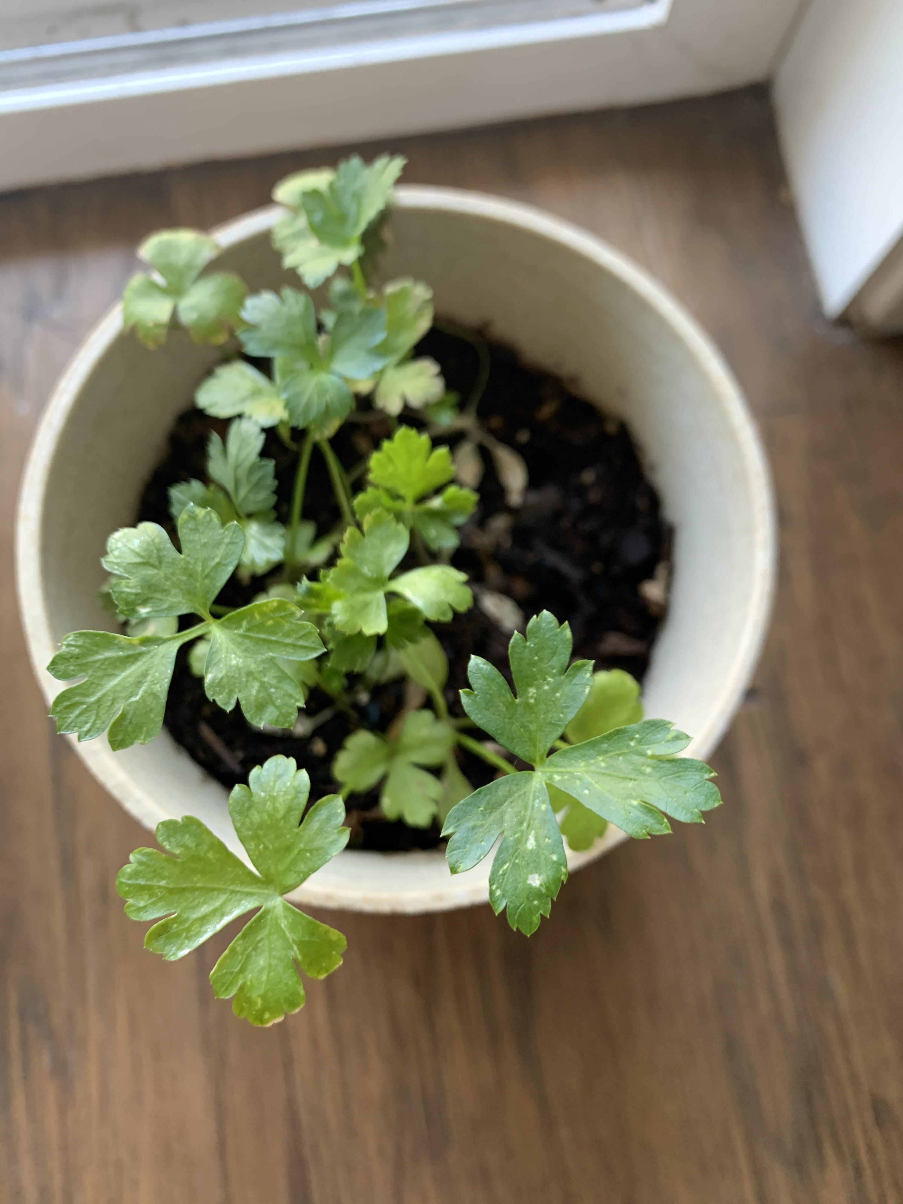 Seeing these white spots on my Parsley starter. Could someone help me