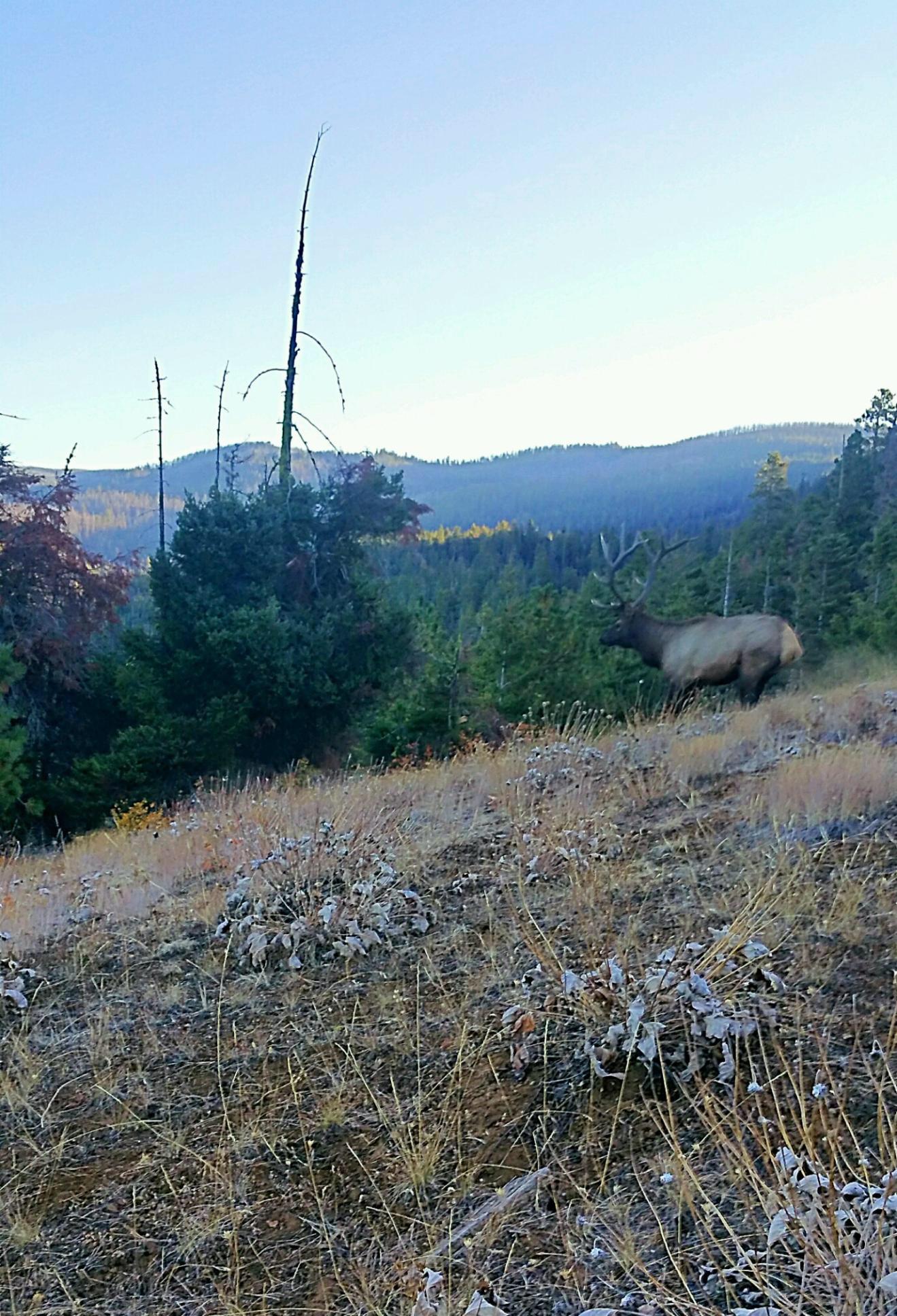 Where my Washington hunters at? r/elkhunting