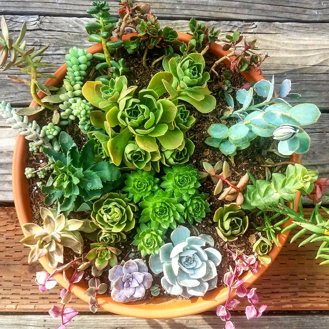 Trimming Assortment is beginning to grow and fill in! r/succulents