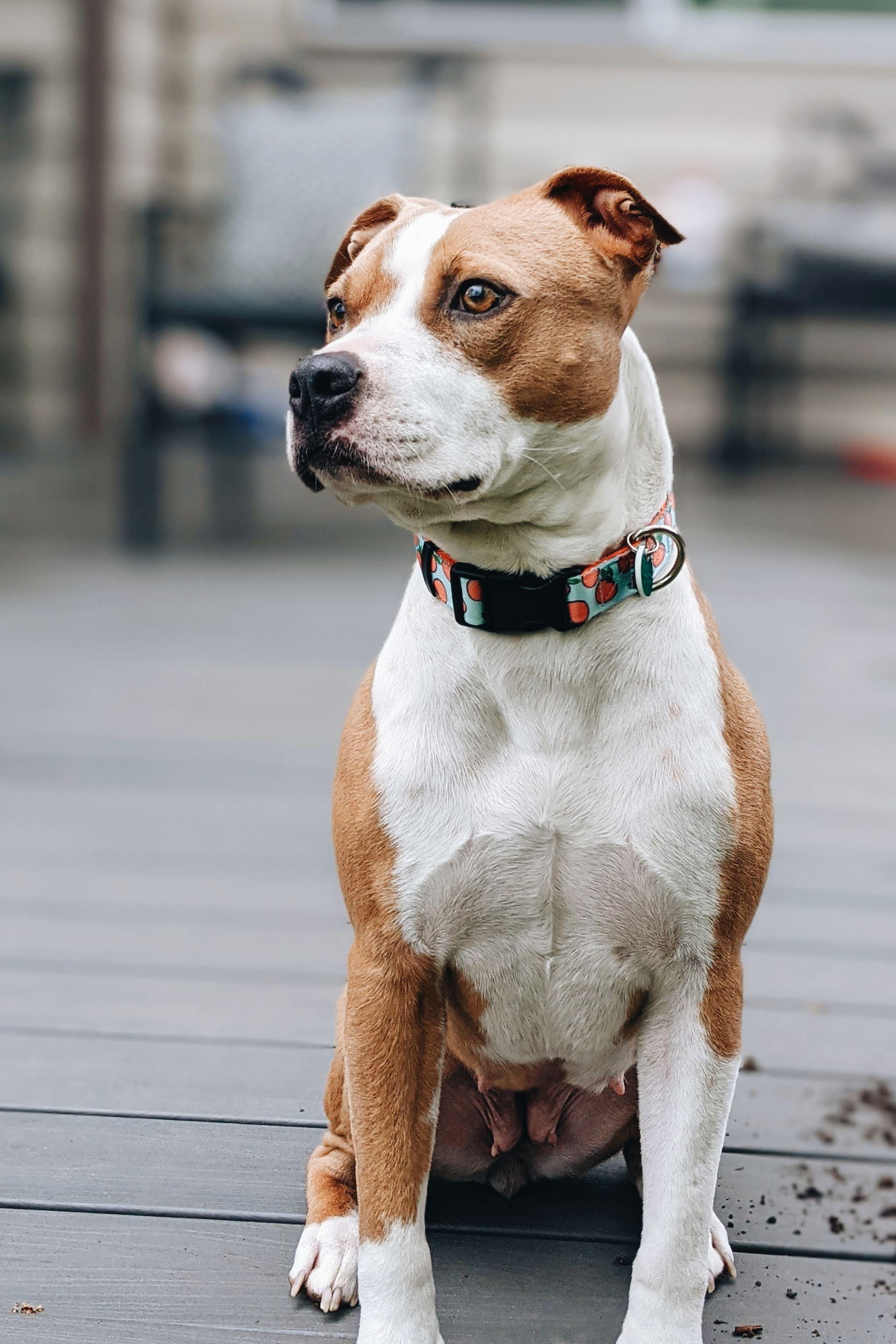 Lost dog, Reecy, around 72nd and Sheridan. Please keep a lookout for