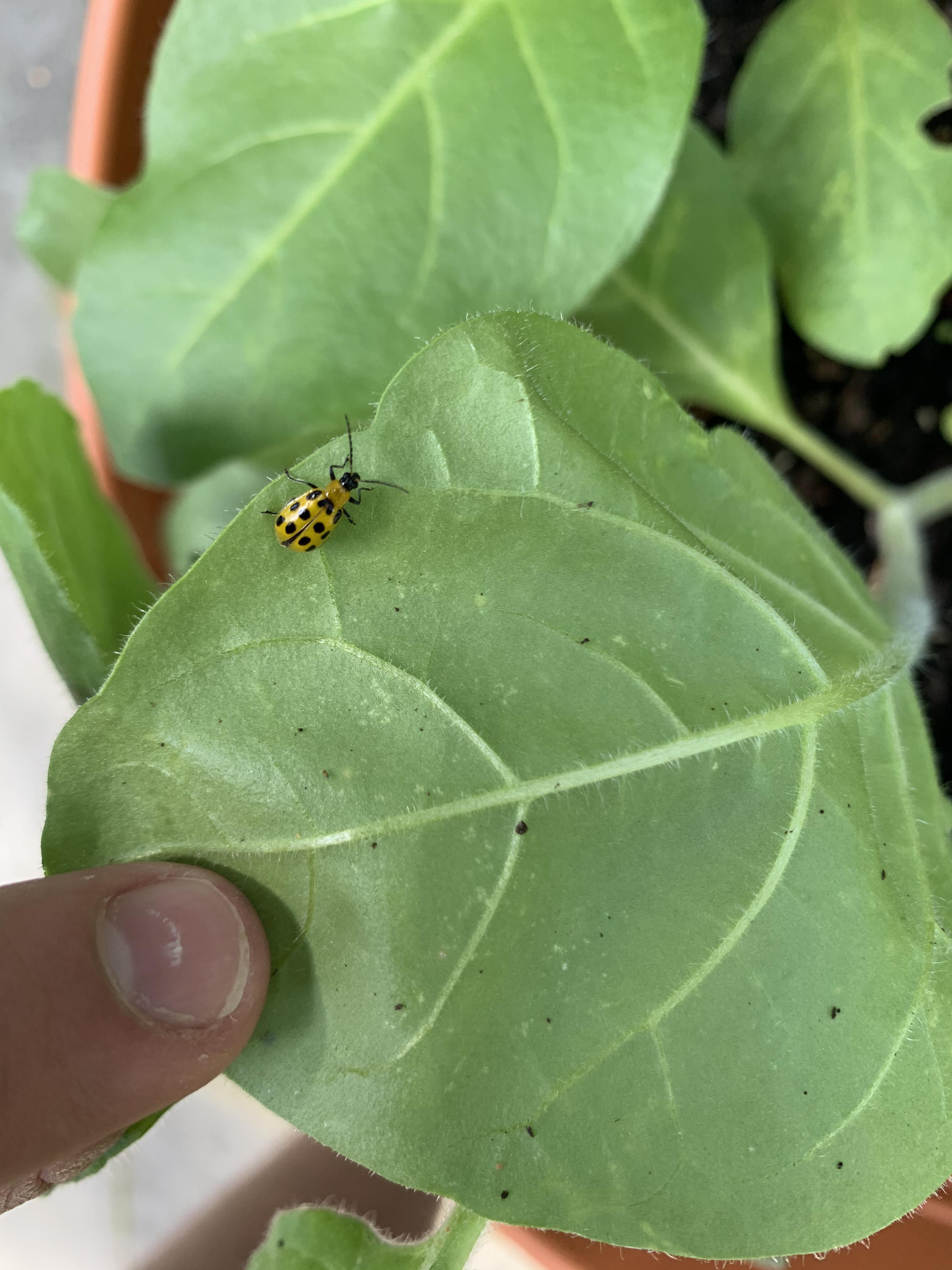 My sprouts are doing mostly well, some don't see to have a strong stem