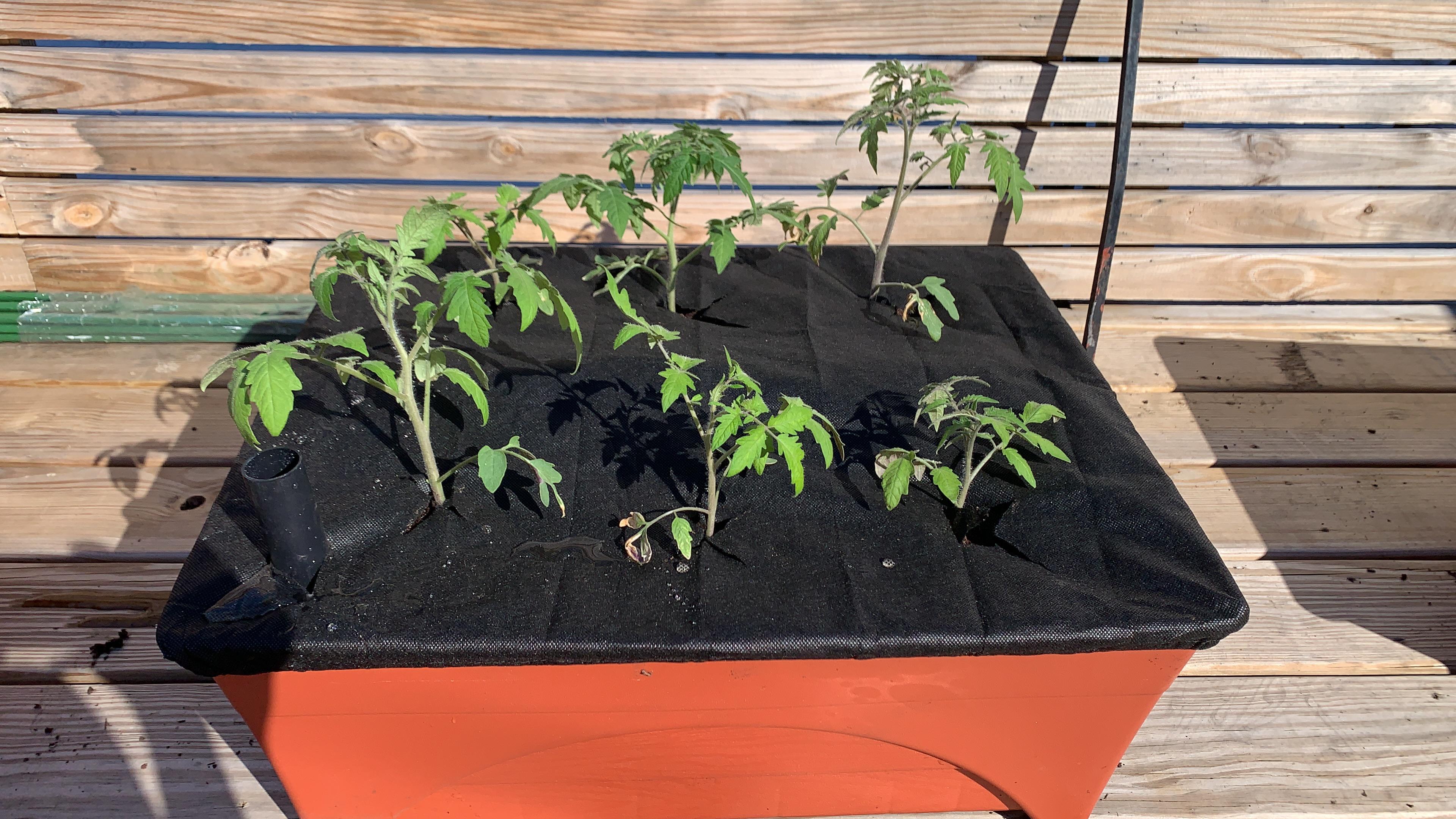 First time using a City Picker! Black Krim tomatoes, sown 3/21 r
