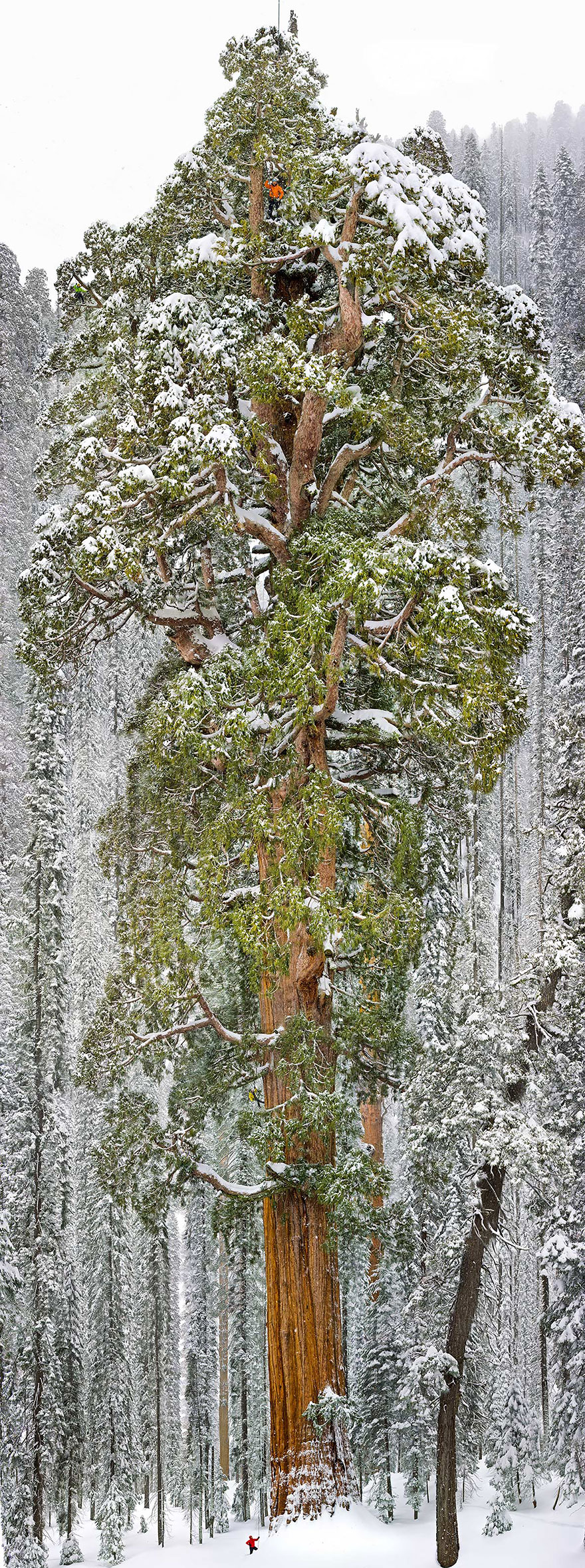 The President sequoia, third largest tree on the by trunk volume