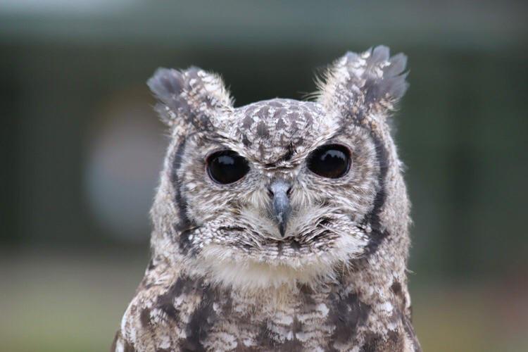 Some owl species have feathered tufts which may be mistaken for ears
