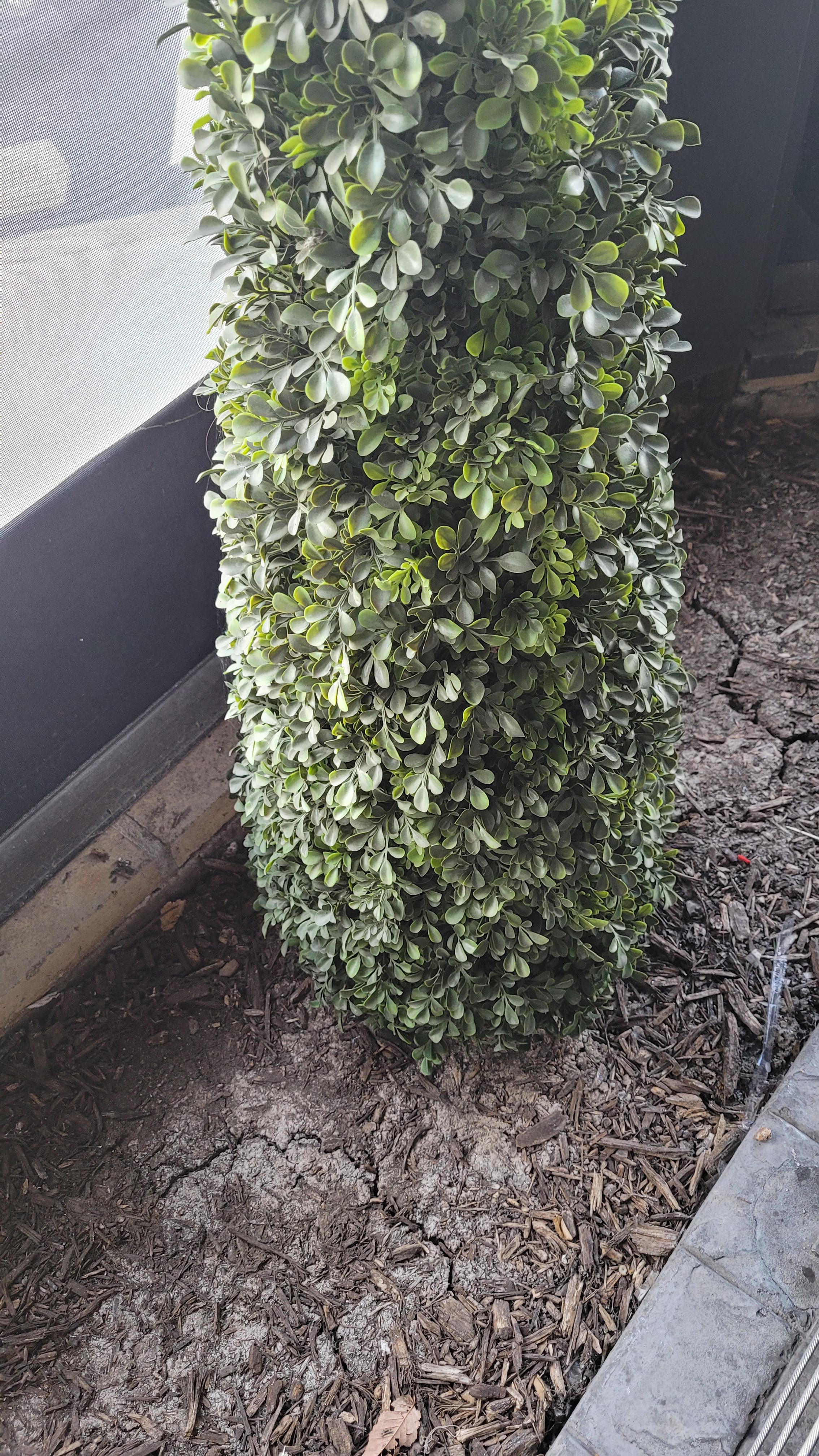Real dirt, fake plant in a restaurant. r/mildlyinteresting