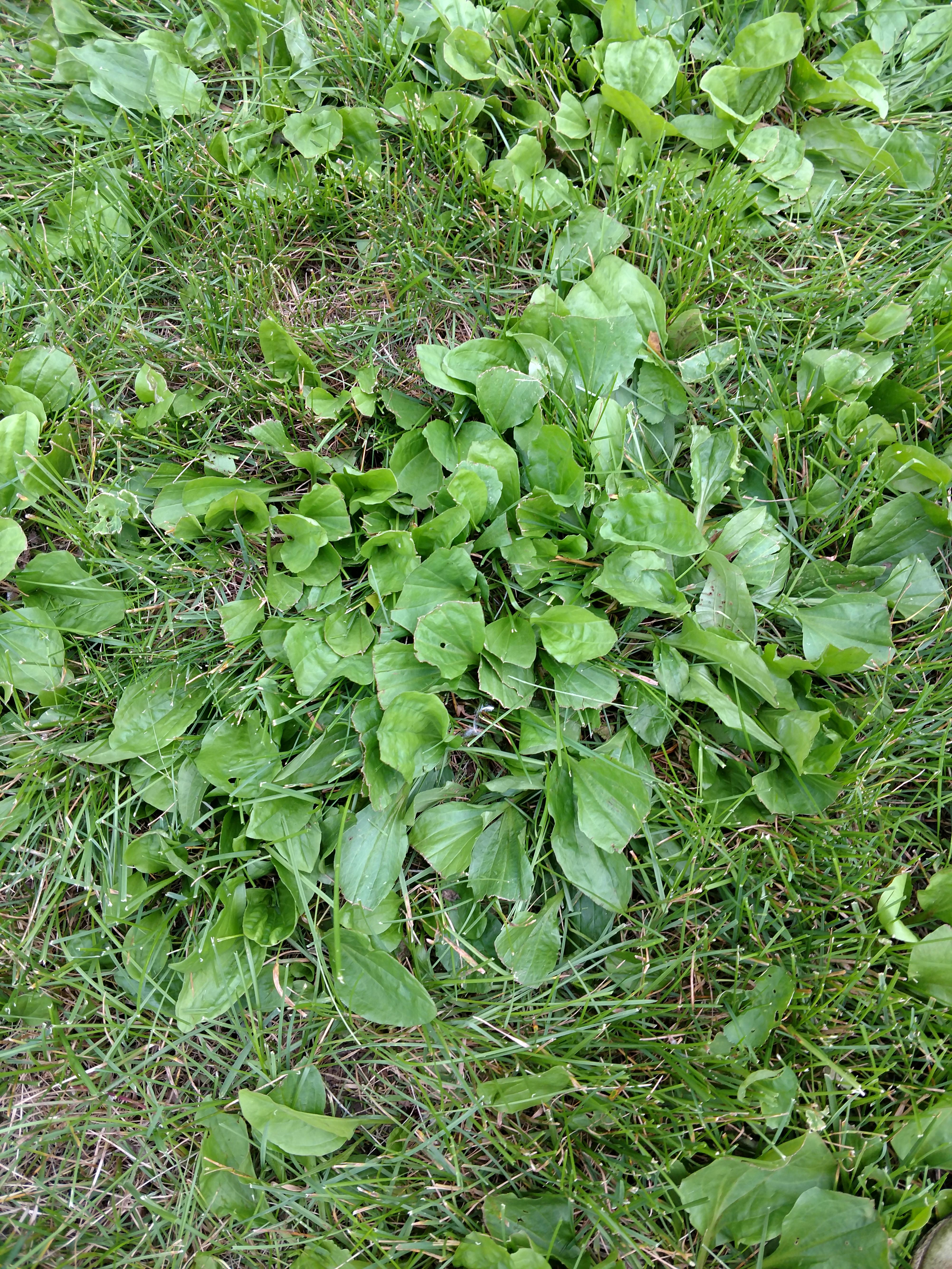 What is this weed that is taking over my lawn? r/whatsthisplant