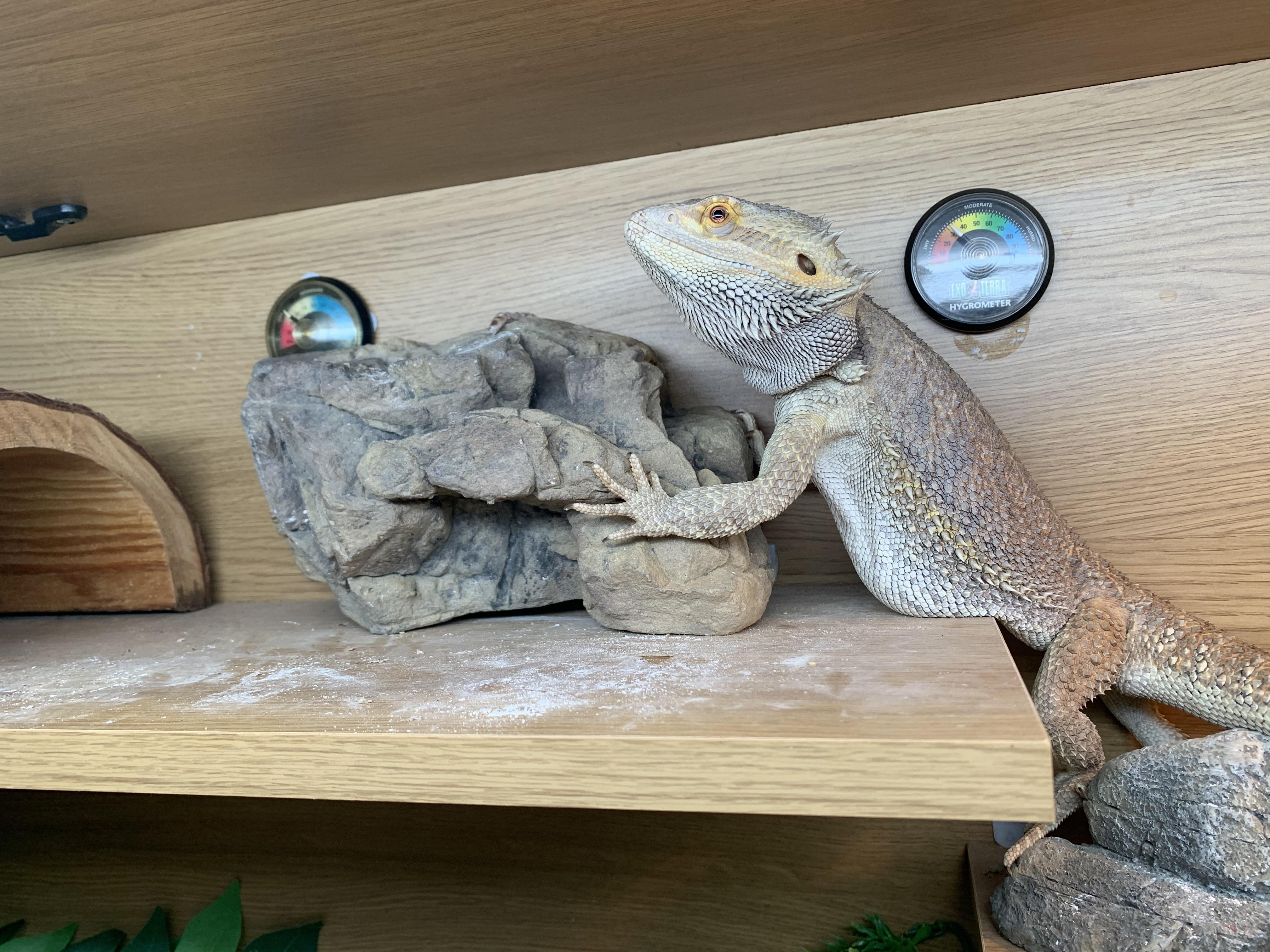 The belly shelf. r/reptiles