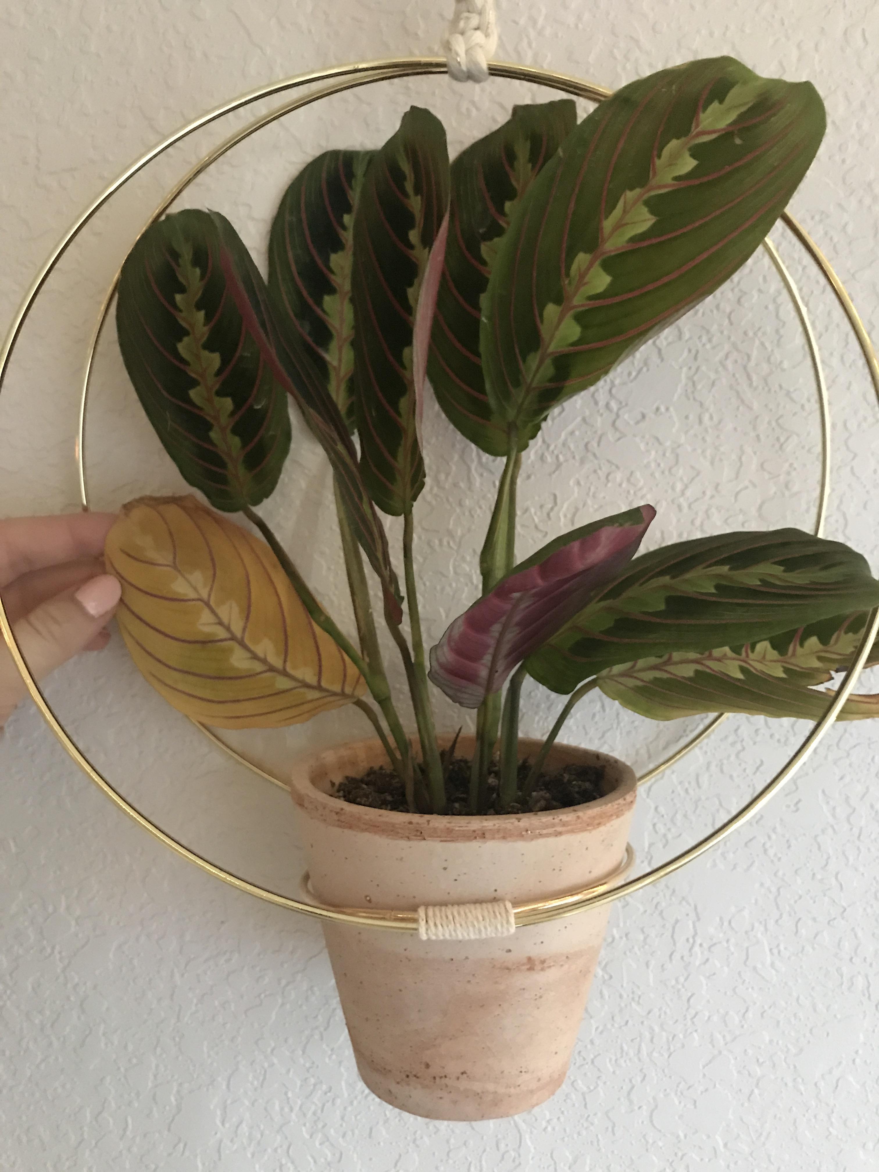 Why is my prayer plant turning yellow/the leaves splitting? r/plantclinic
