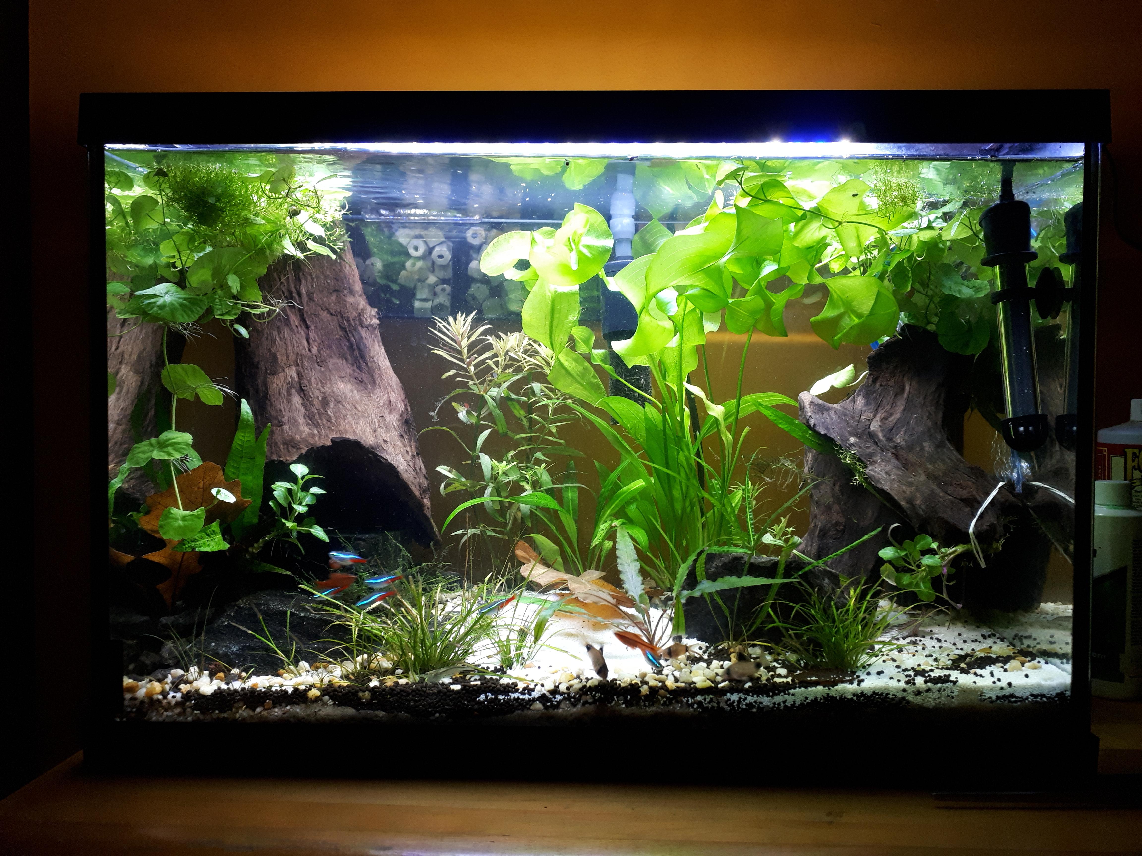 2 month update on the 20 gallons community tank. r/Aquariums