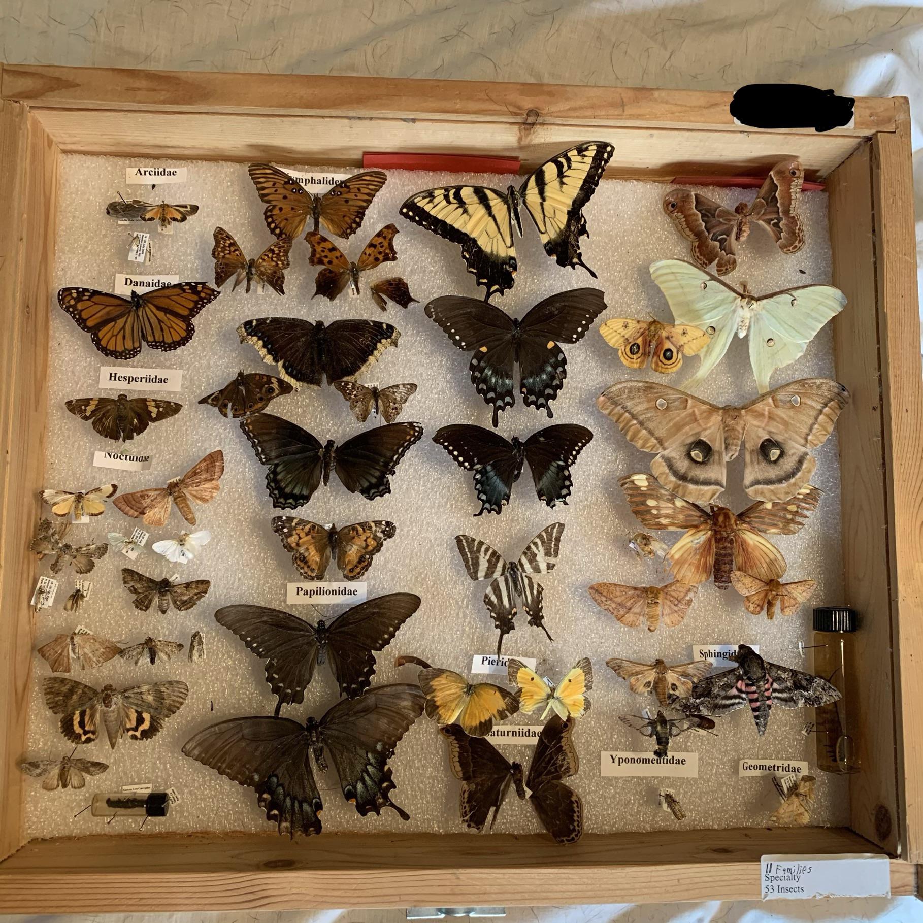 My butterfly and moth (Lepidoptera) collection that I made in middle