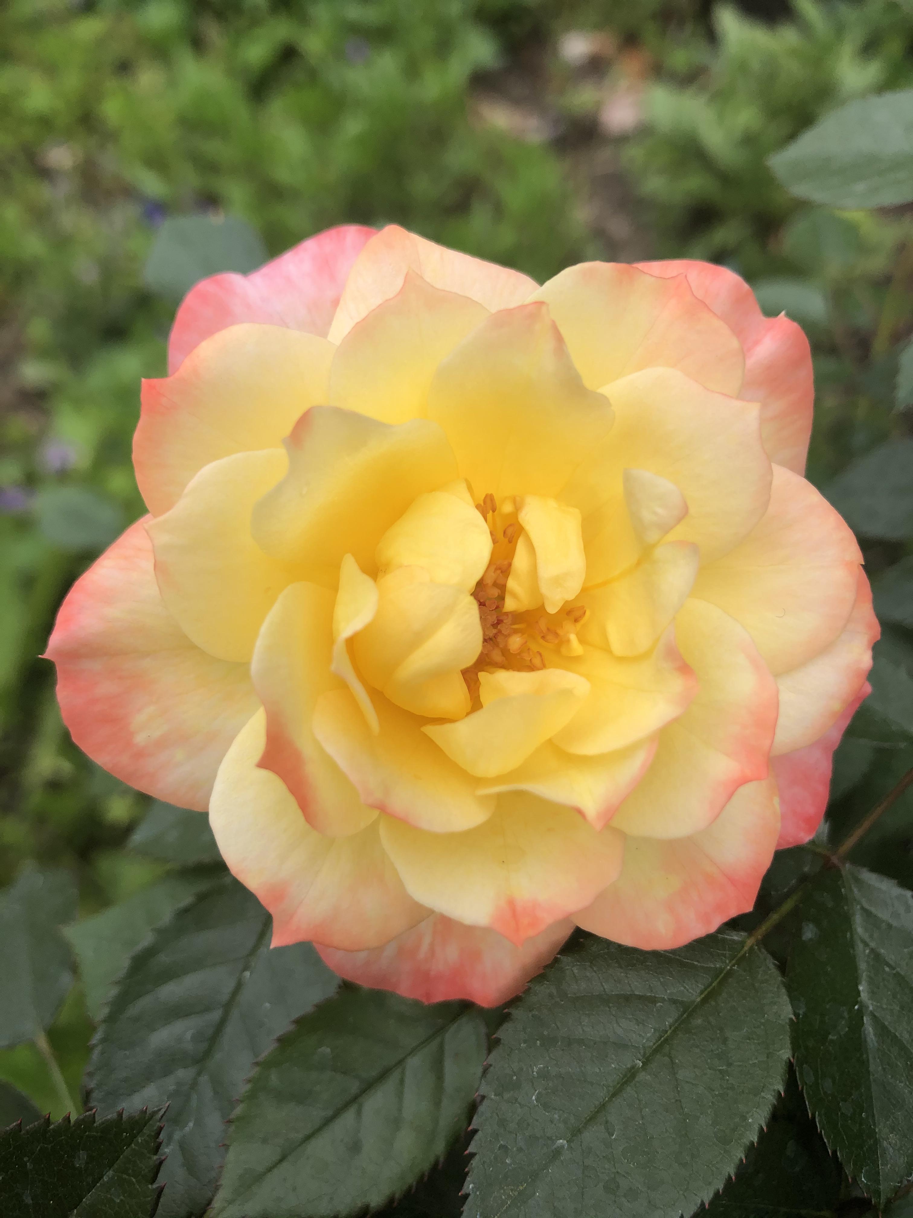 My OSO Easy Rose Italian Ice! So pretty!! r/gardening
