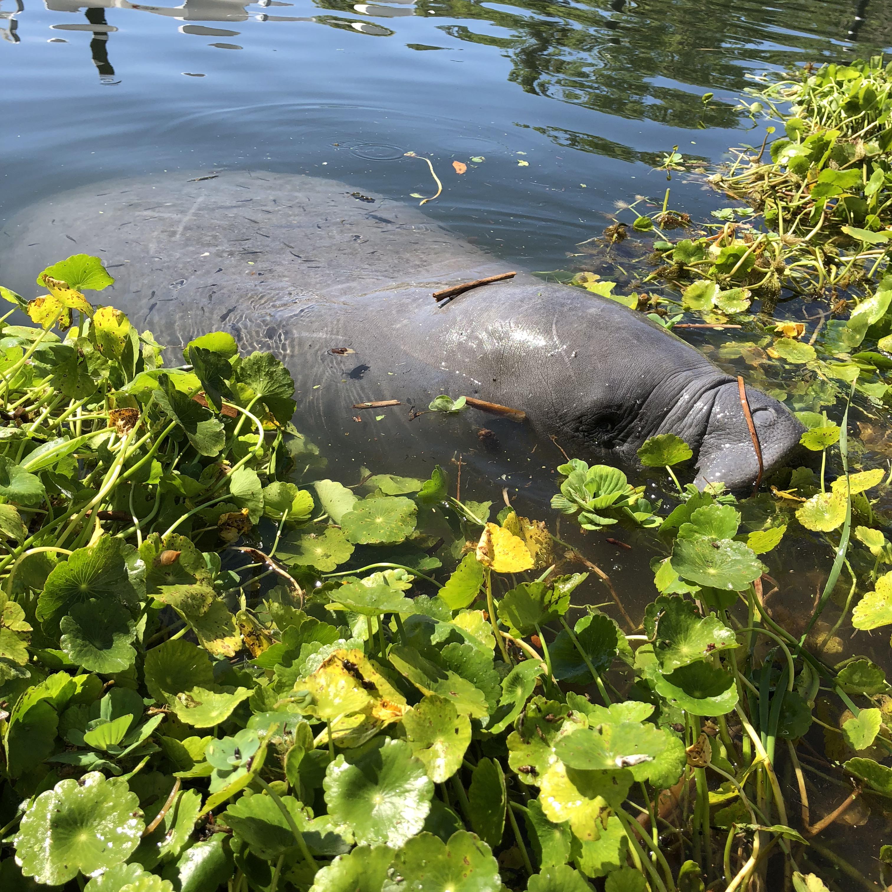 Manatee Lunching in DeLeon Springs, FL r/wildlifephotography