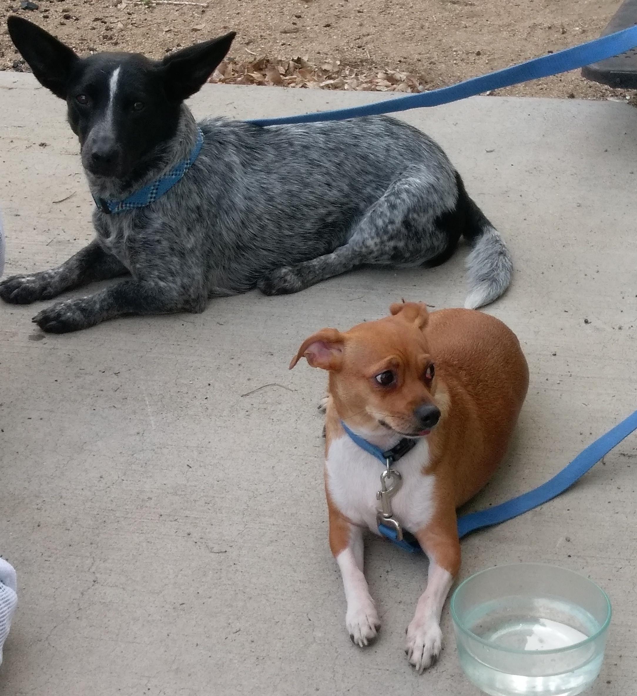 Amelia the Blue Heeler/Cardigan mix