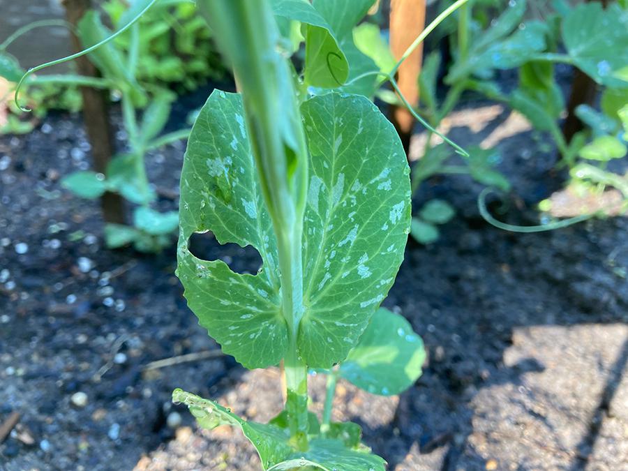 Help! Someone's eating my peas r/gardening