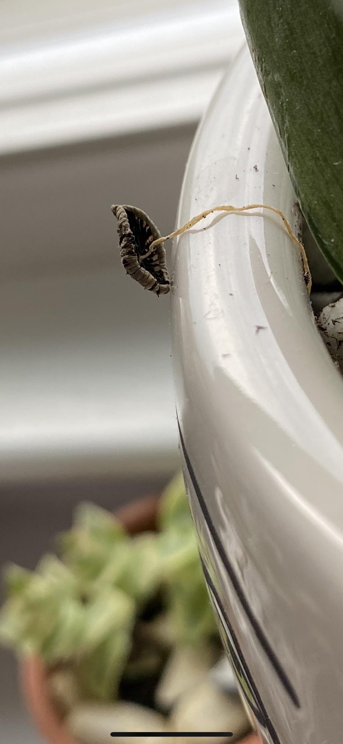Umm is this a freakin mushroom growing in my snake plant pot?!? r/houseplants