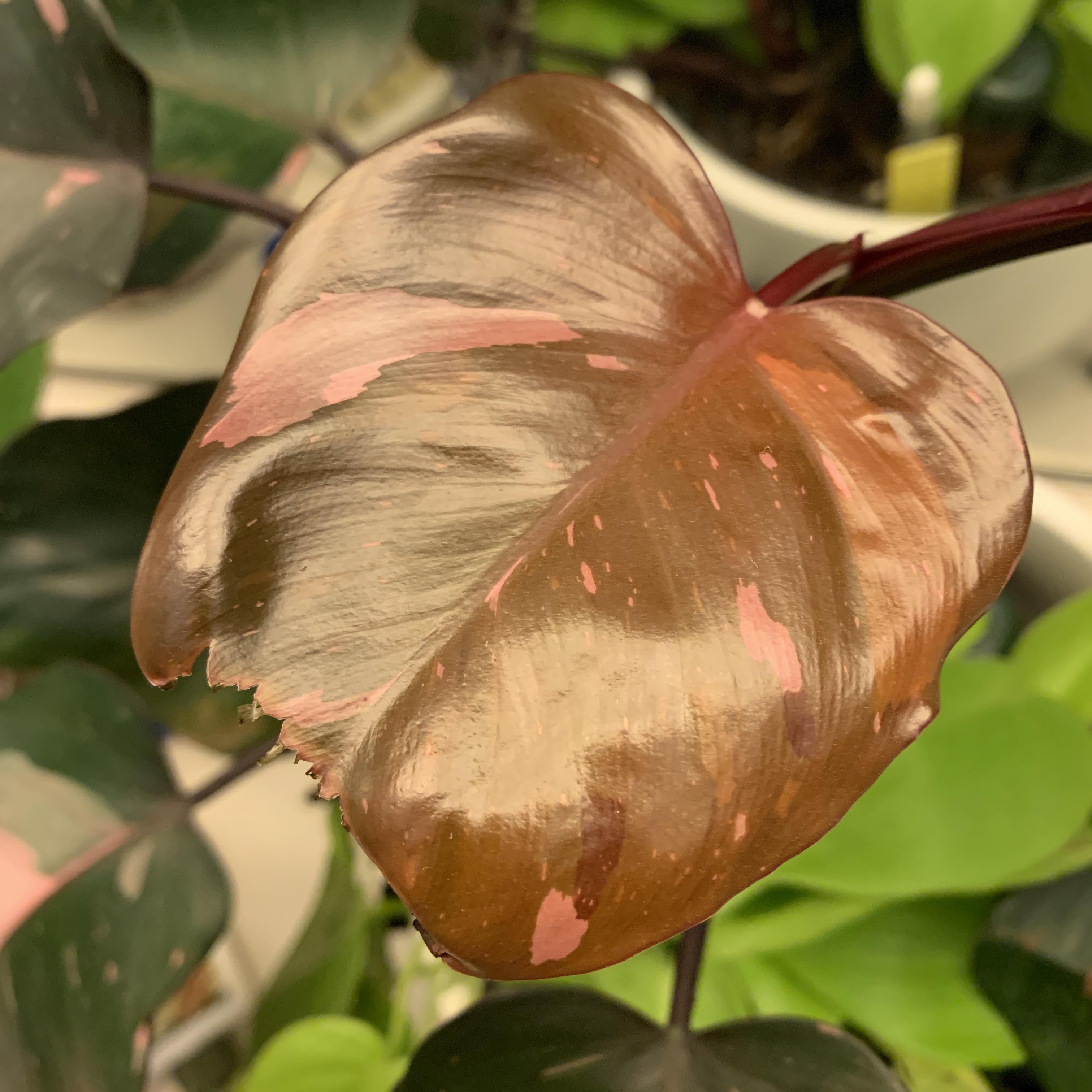 Philodendron Pink Princess leaves missing ends? r/plantclinic