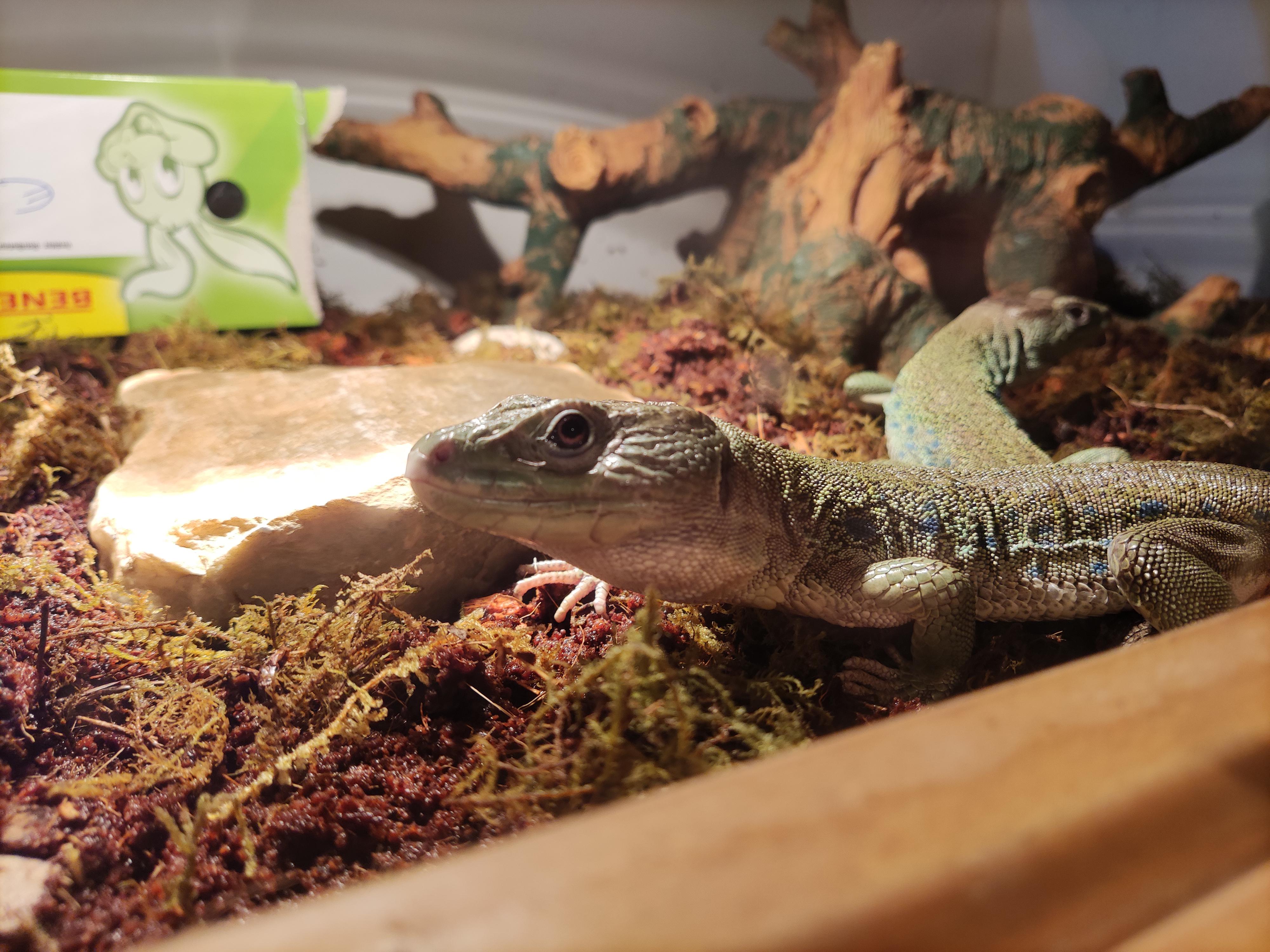 Is it a good idea to cohabit a male and female jeweled lacerta? They