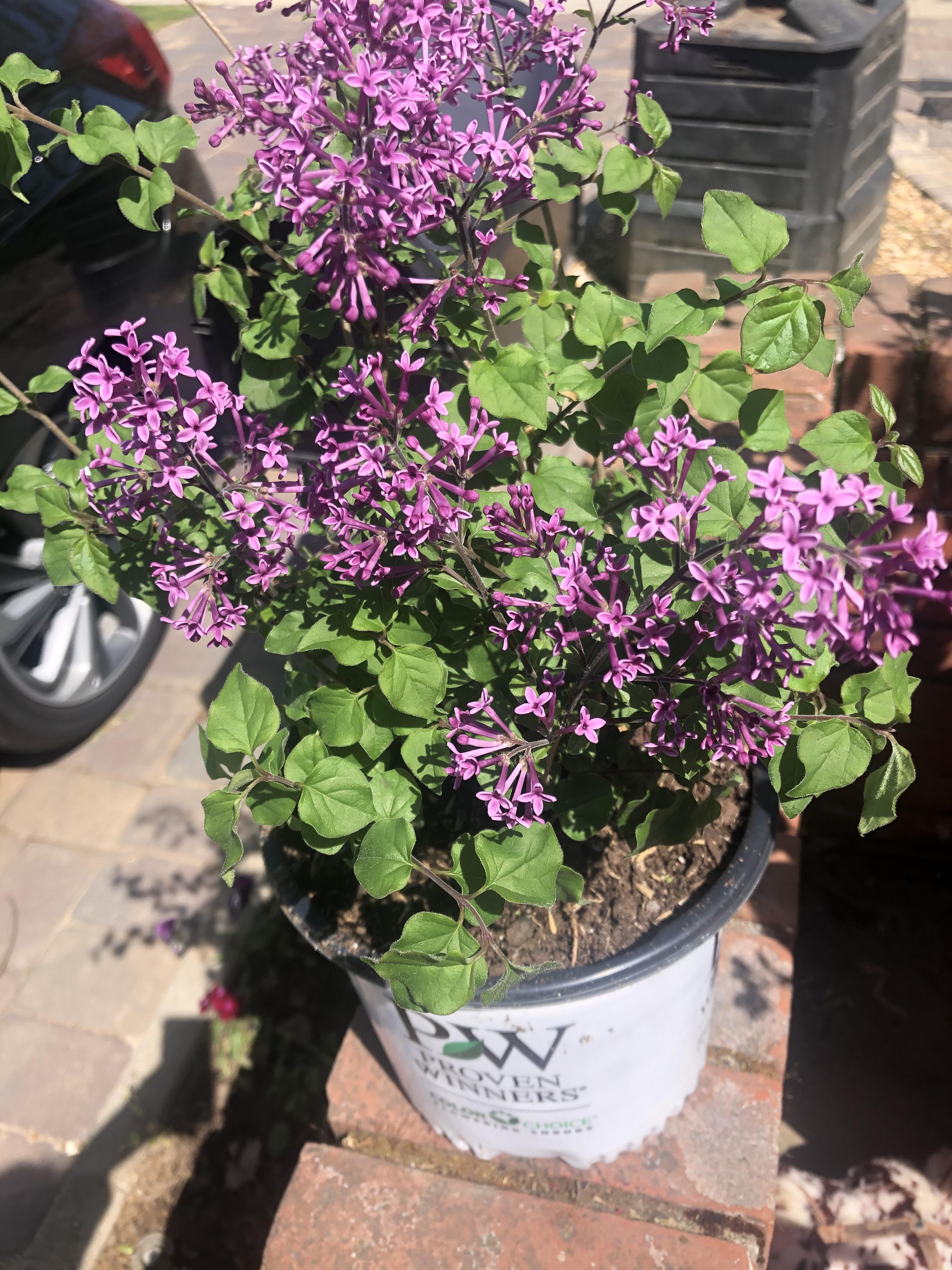 Should I attempted to grow lilacs in zone 9? The tag says zones 37 but