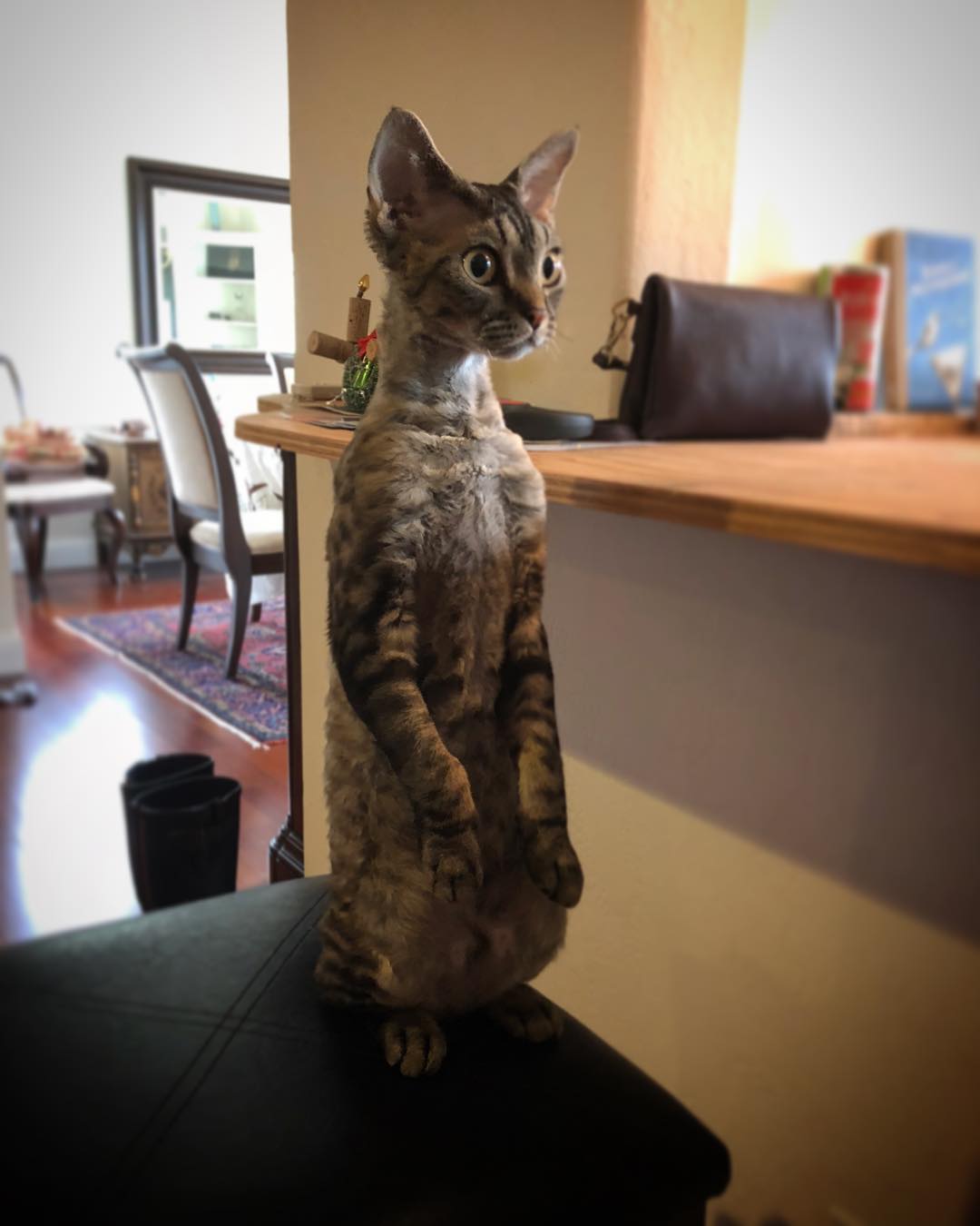 Cat. CatsStandingUp