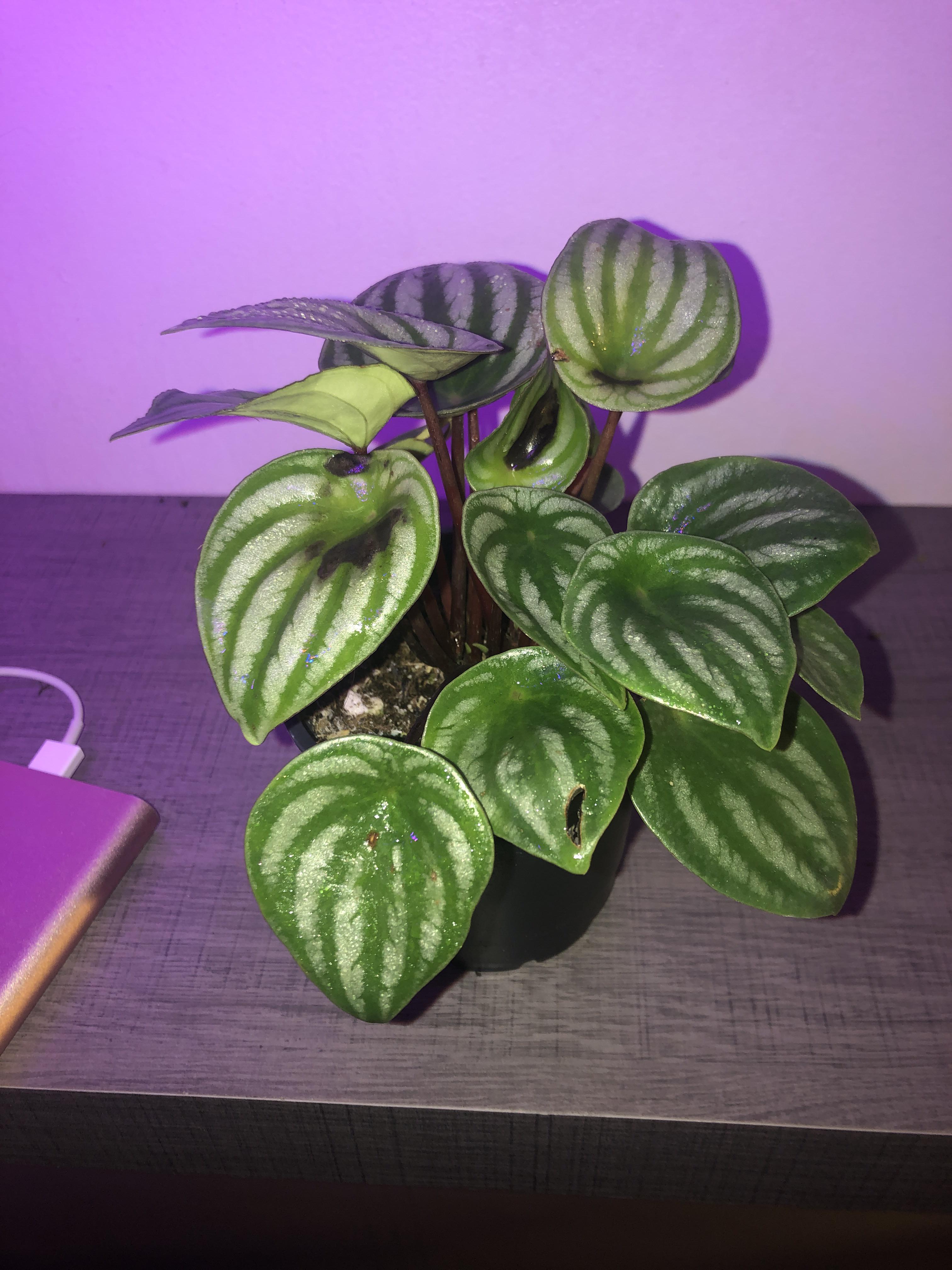 Black spots on watermelon peperomia? plantclinic
