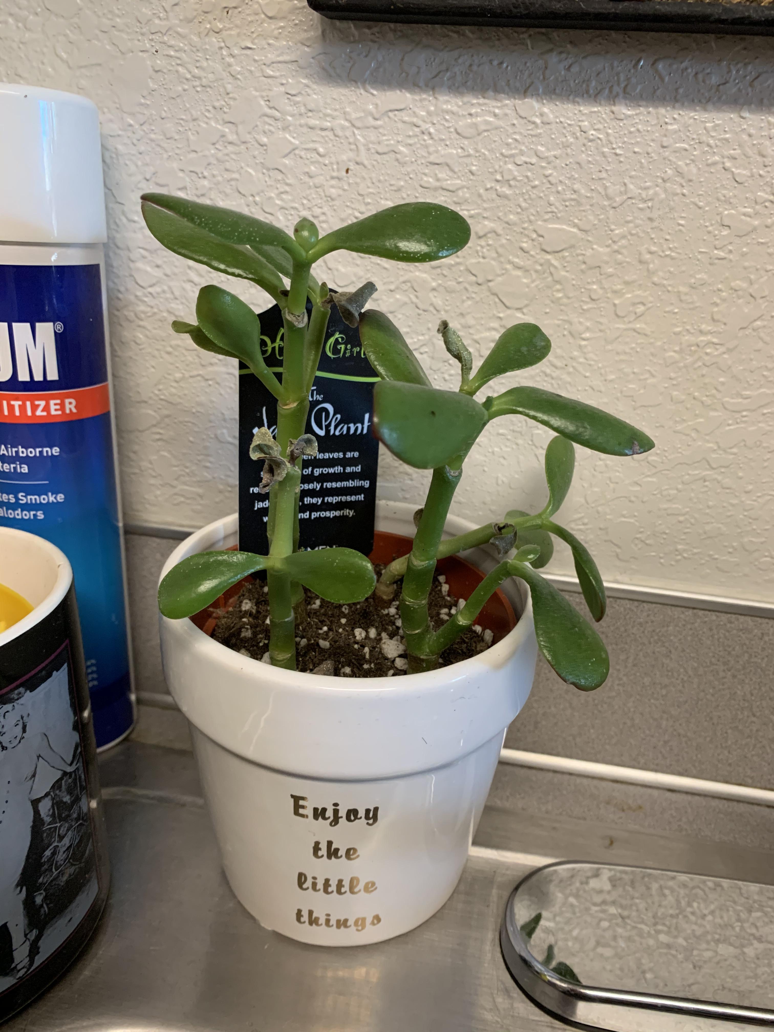 How do I save my Jade Plant?? No idea what’s wrong! It’s dropping