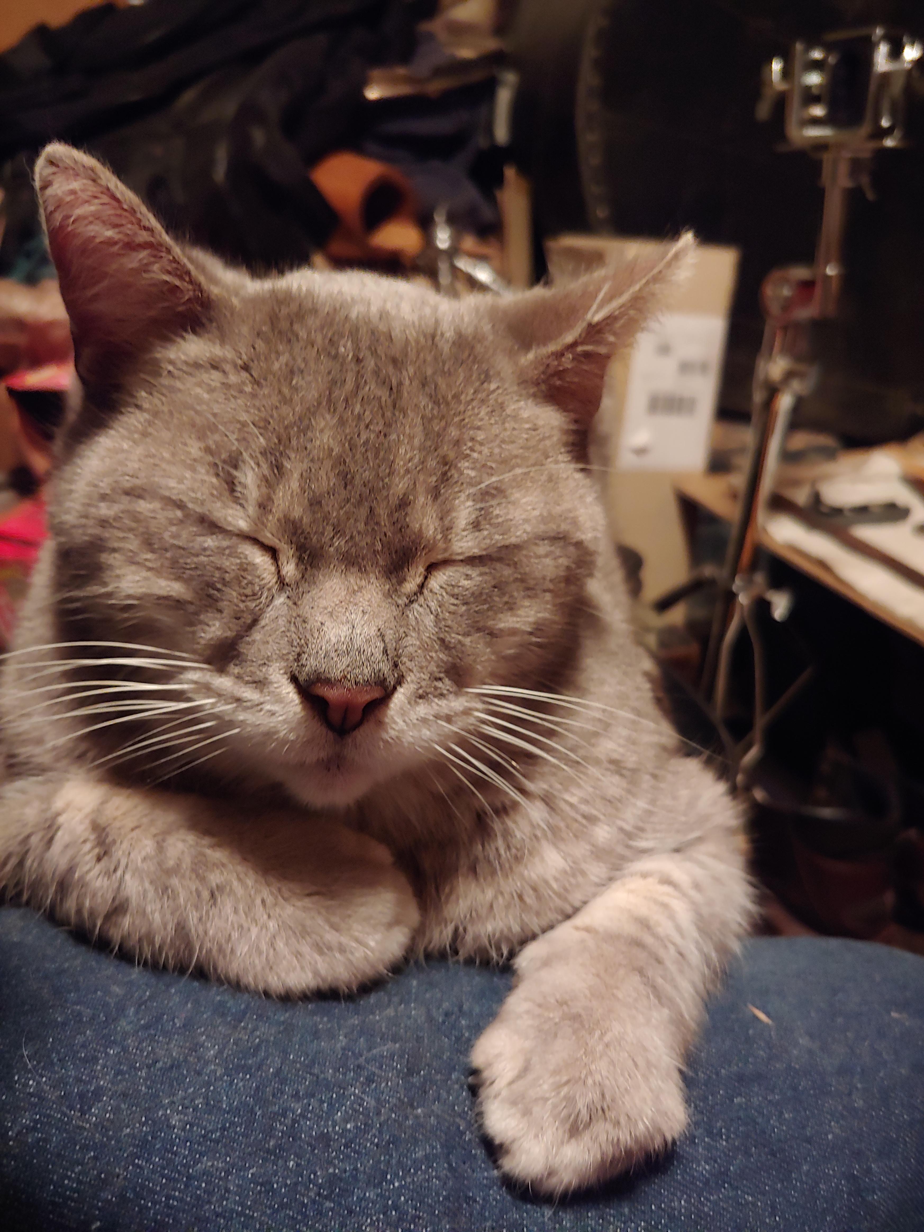Lost/Abandoned cat found me and asked for help. I'm her new foster