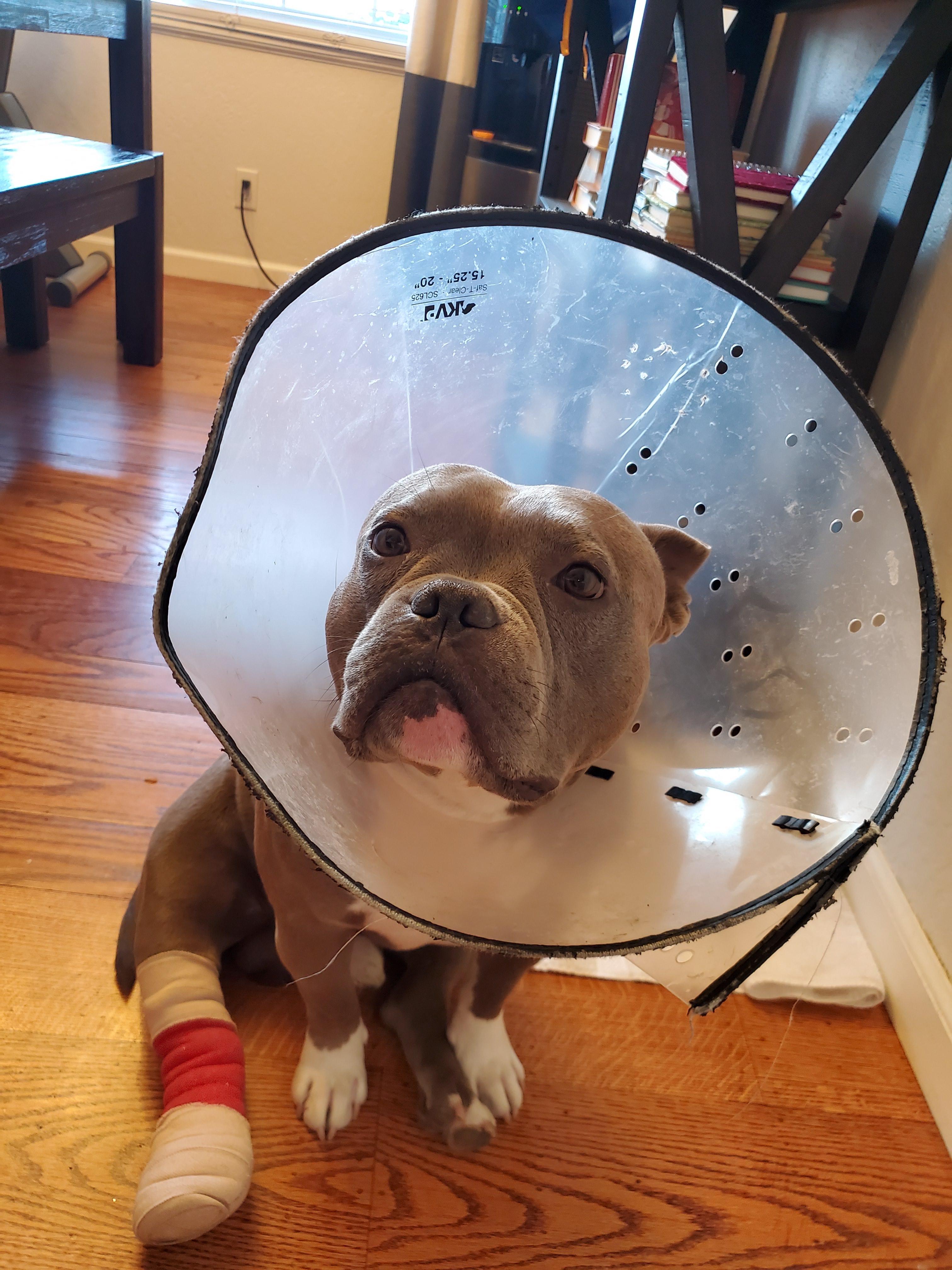 He got a foxtail stuck in his foot r/WhatsWrongWithYourDog