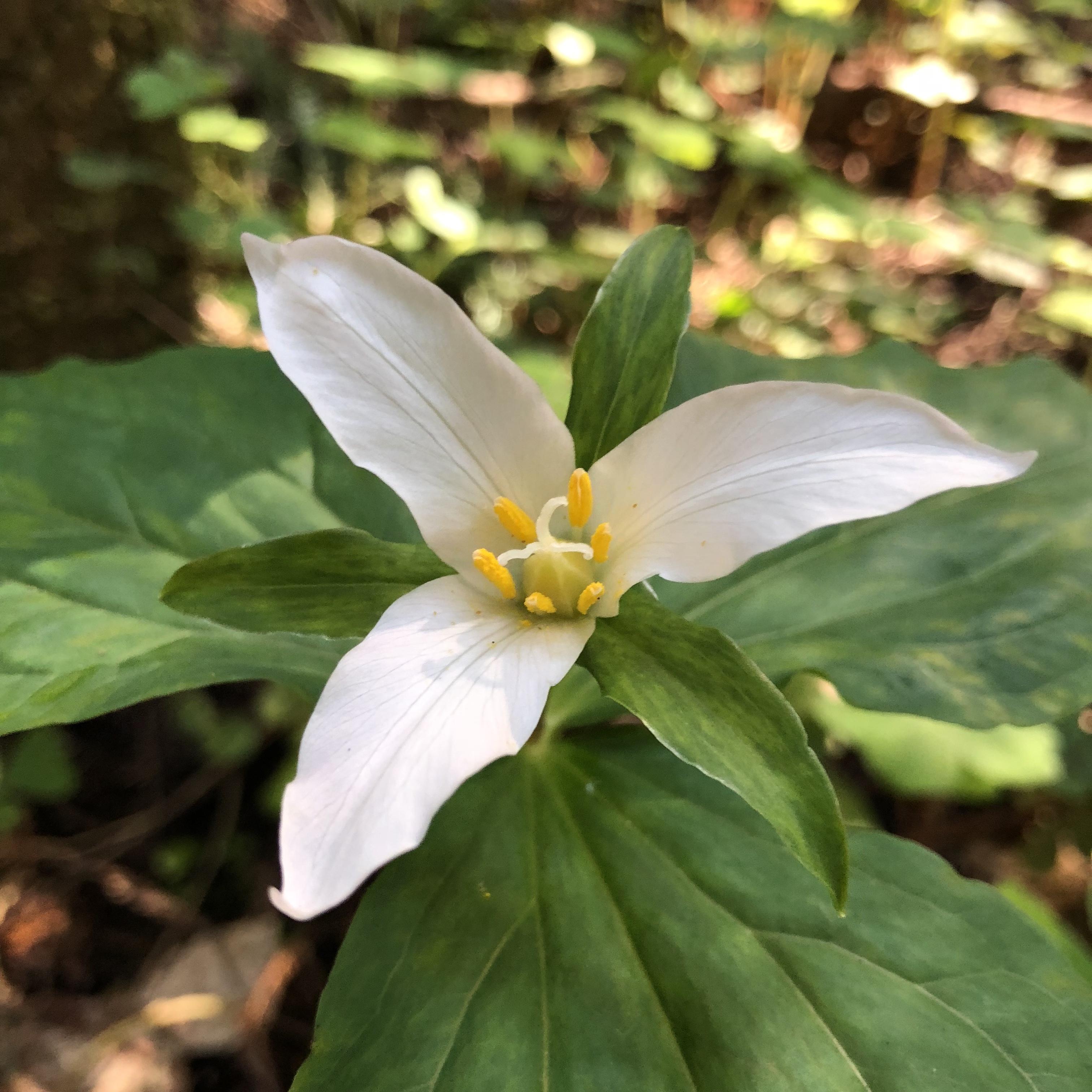 Pacific Trillium (Trillium ovatum ssp. ovatum), Heritage Grove Redwood