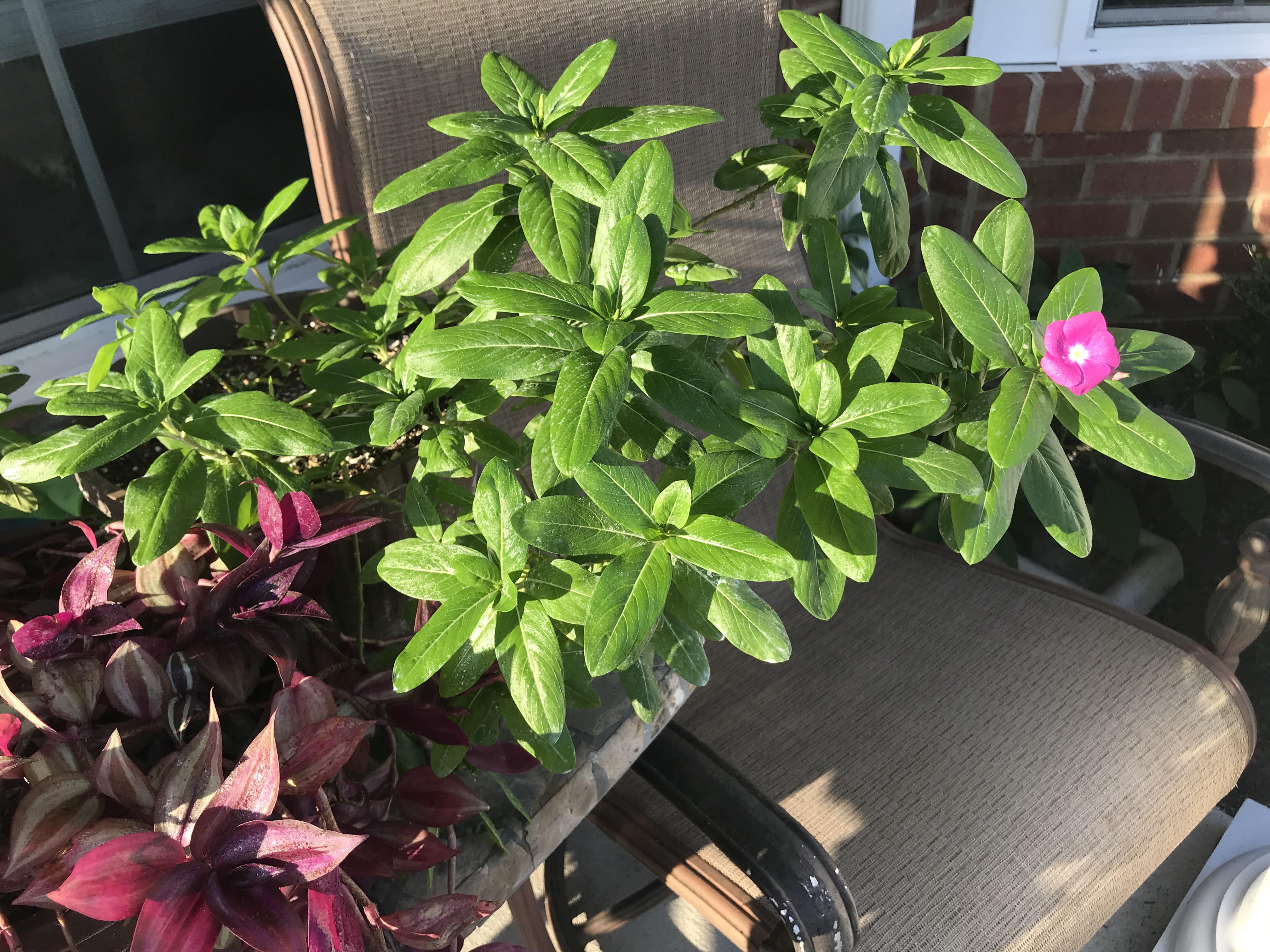 Free craigslist plants! Not sure what this one is though? White specs