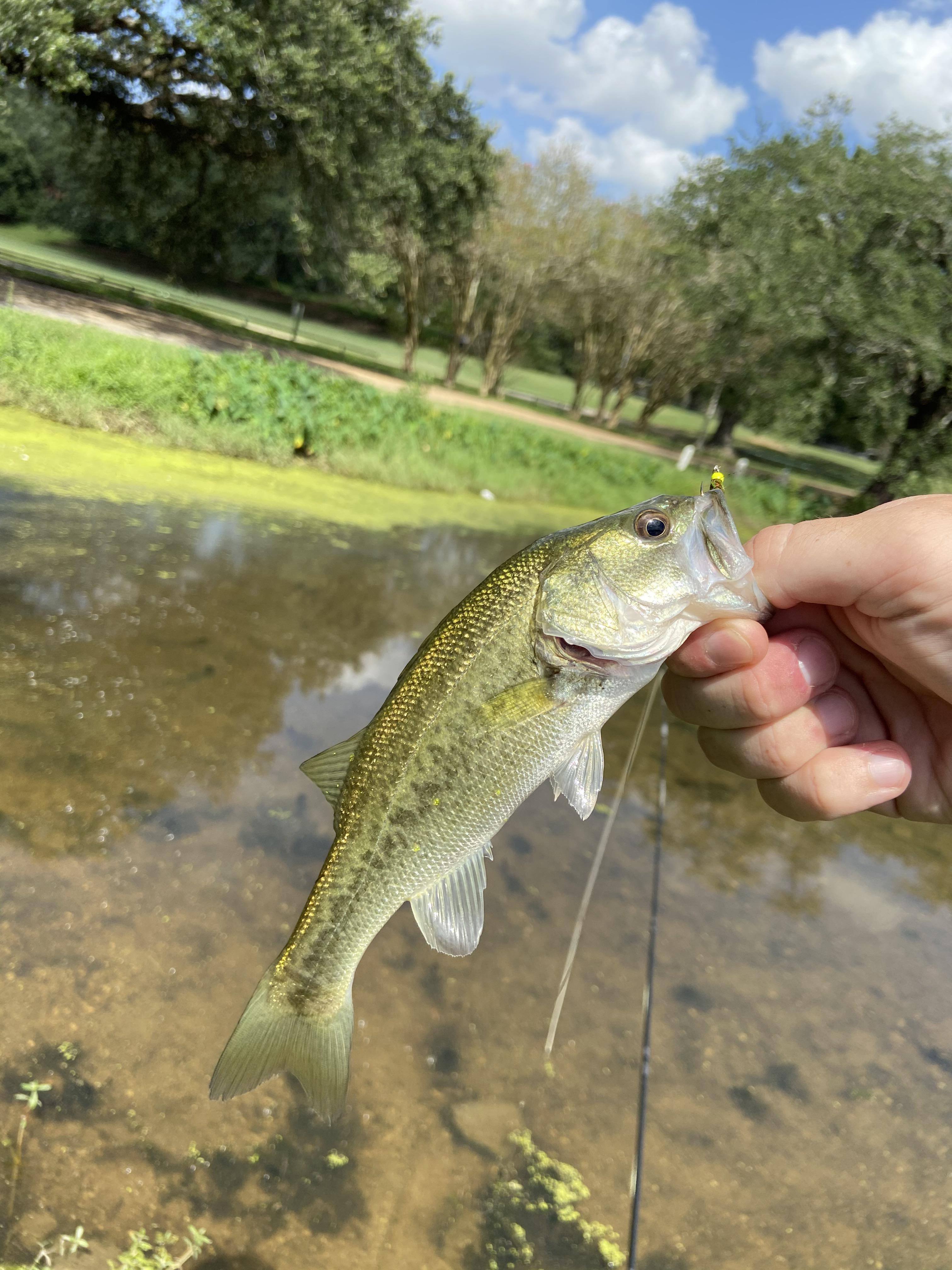 A classic ditch pickle on the fly r/flyfishing