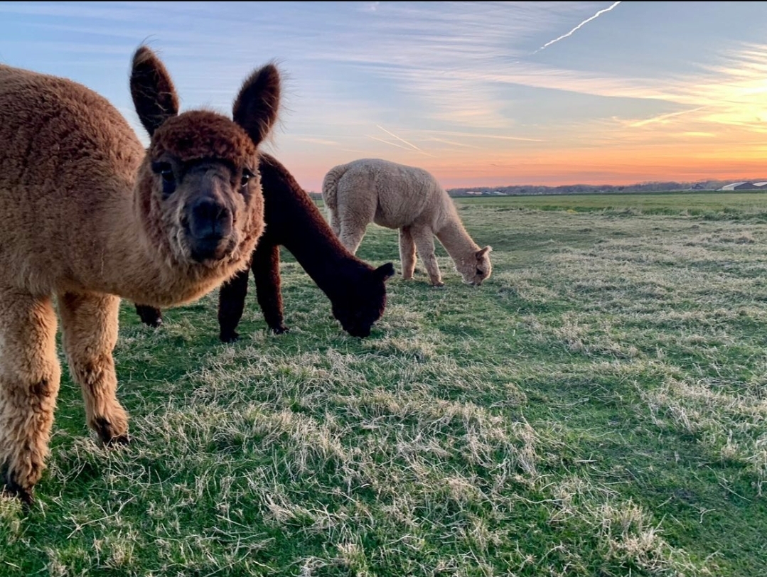 What a view r/alpaca