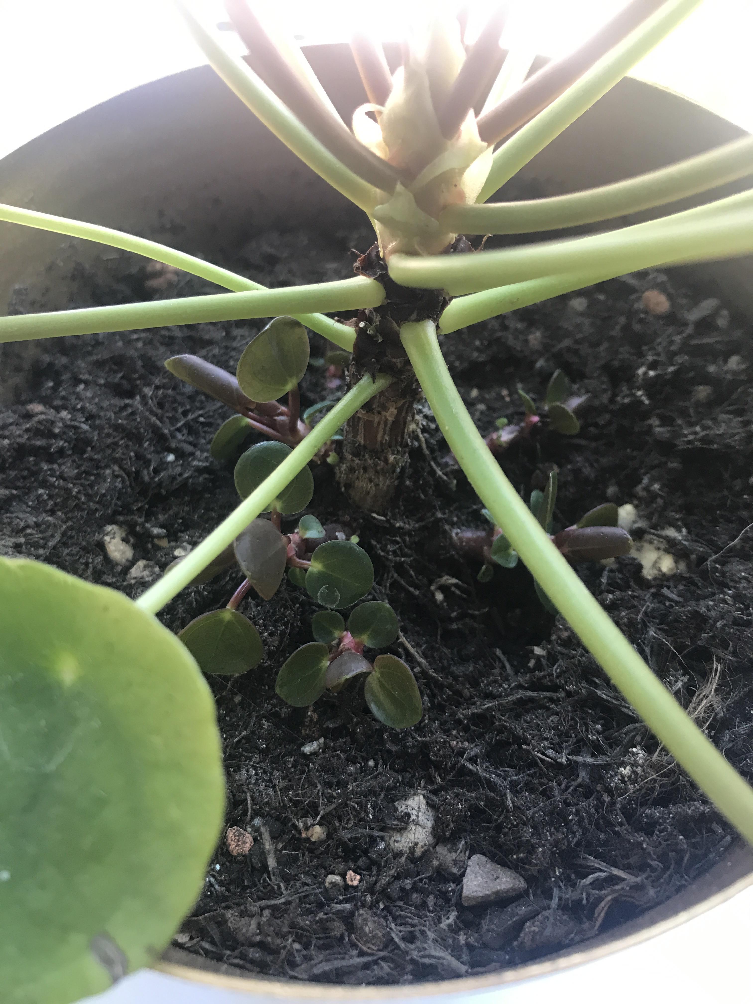 My Pilea has lots of little pups and I don’t know whether to leave them