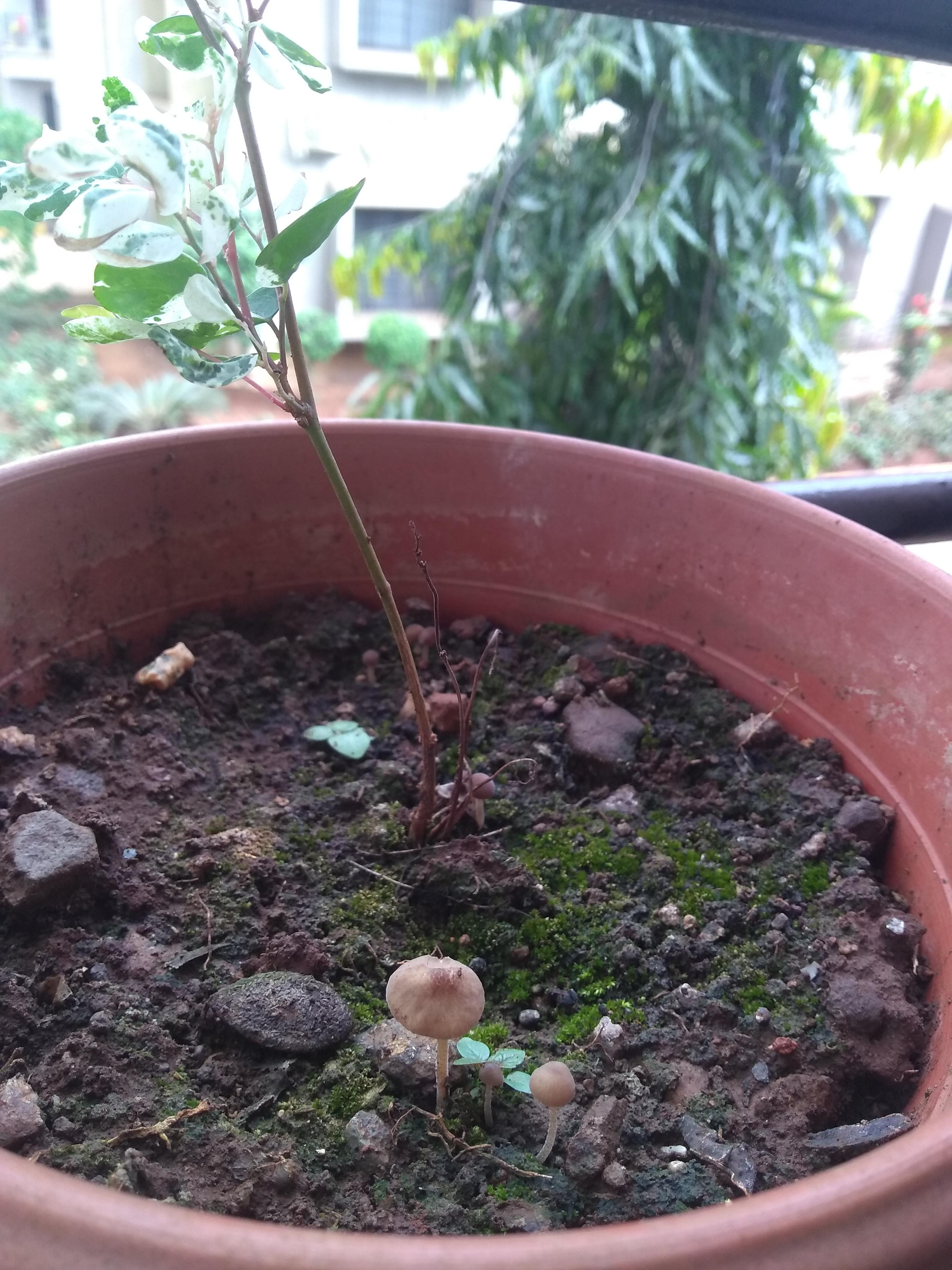 Mushrooms growing in my snowbush plant pot gardening