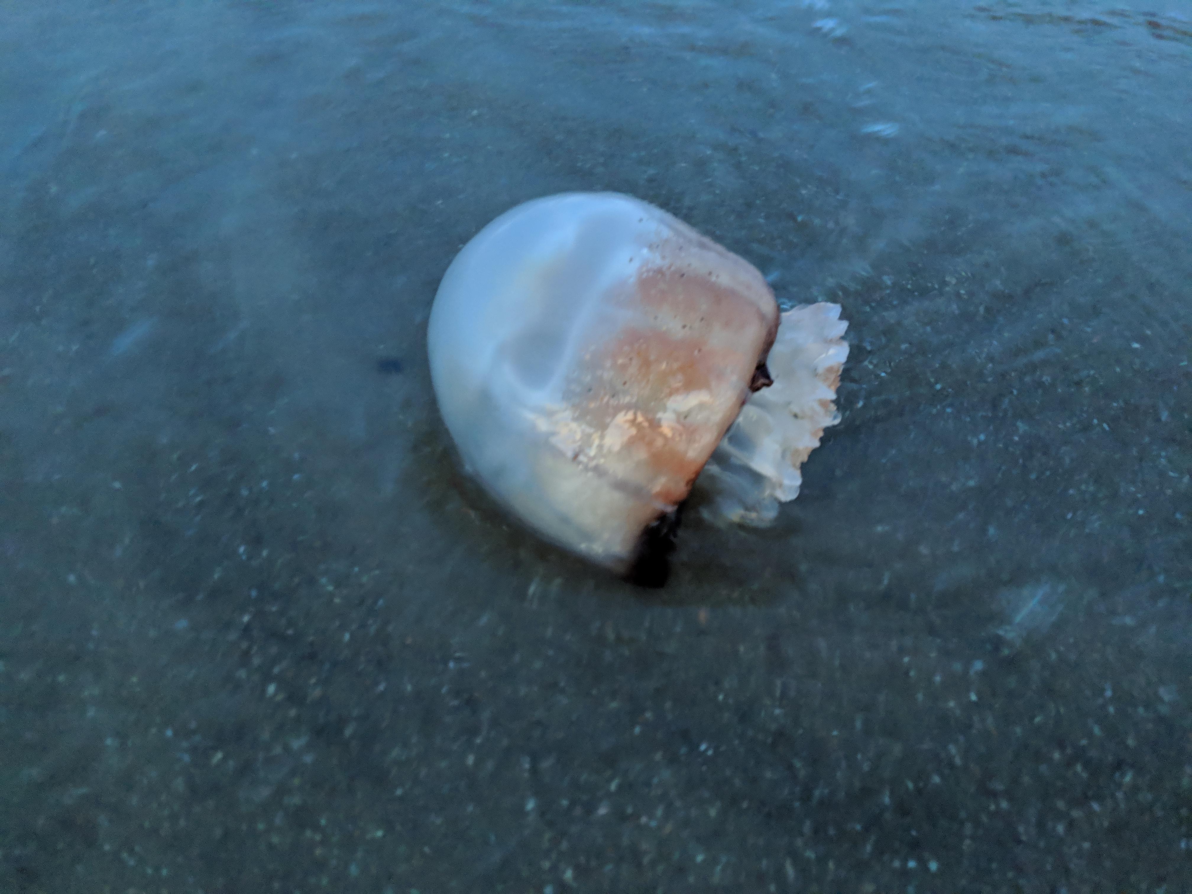 Some kind of Jellyfish spotted at Tybee Beach, Savannah, GA r