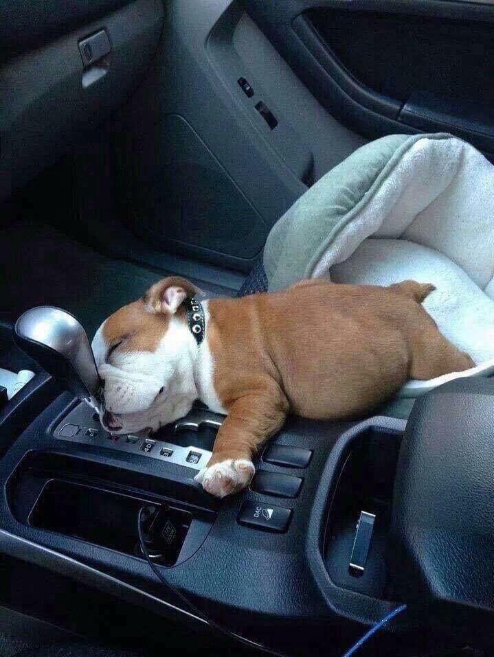 Here's a pic of cute dog sleeping in the car , to brighten your day