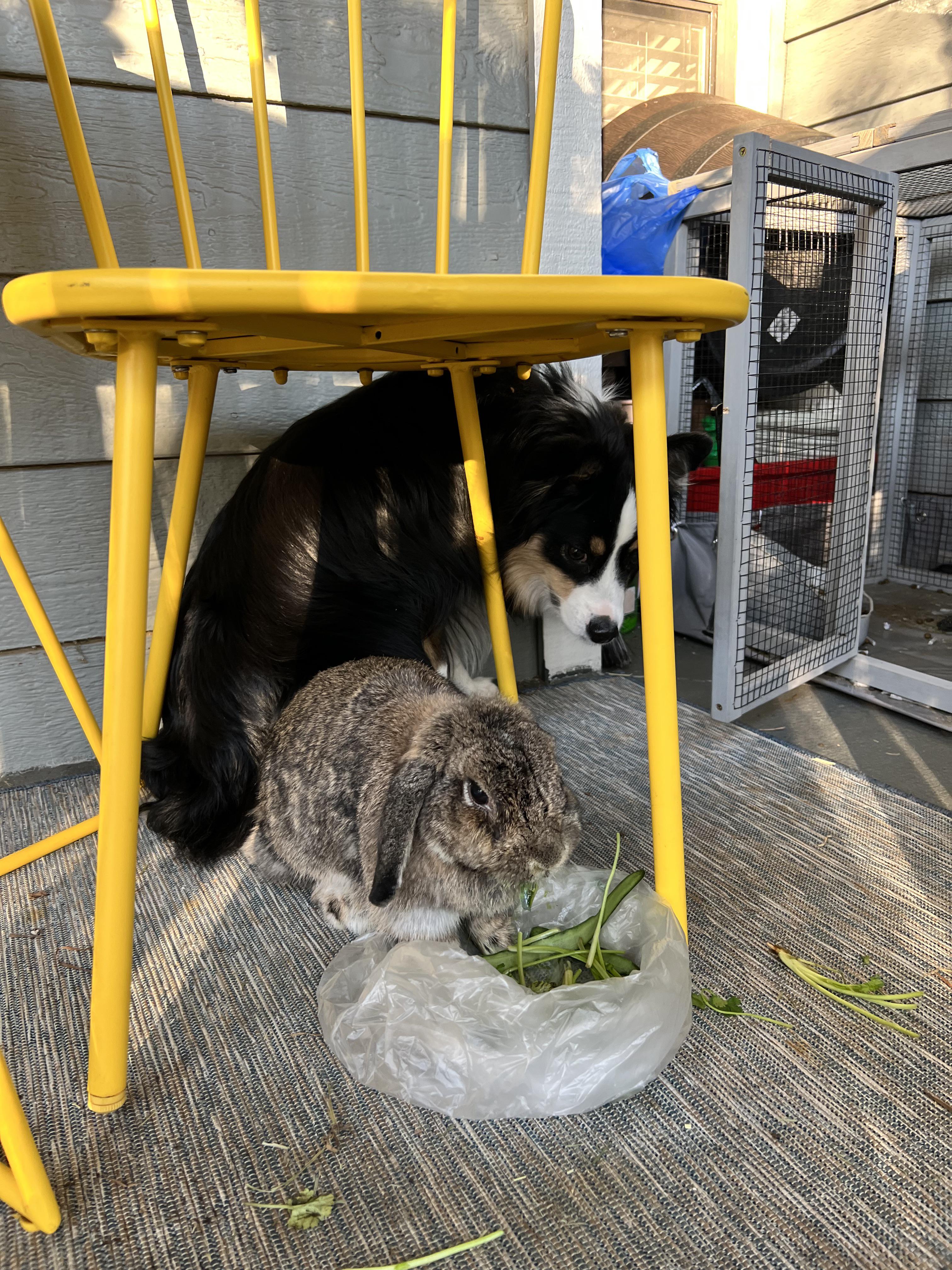 Do Dogs Scare Rabbits