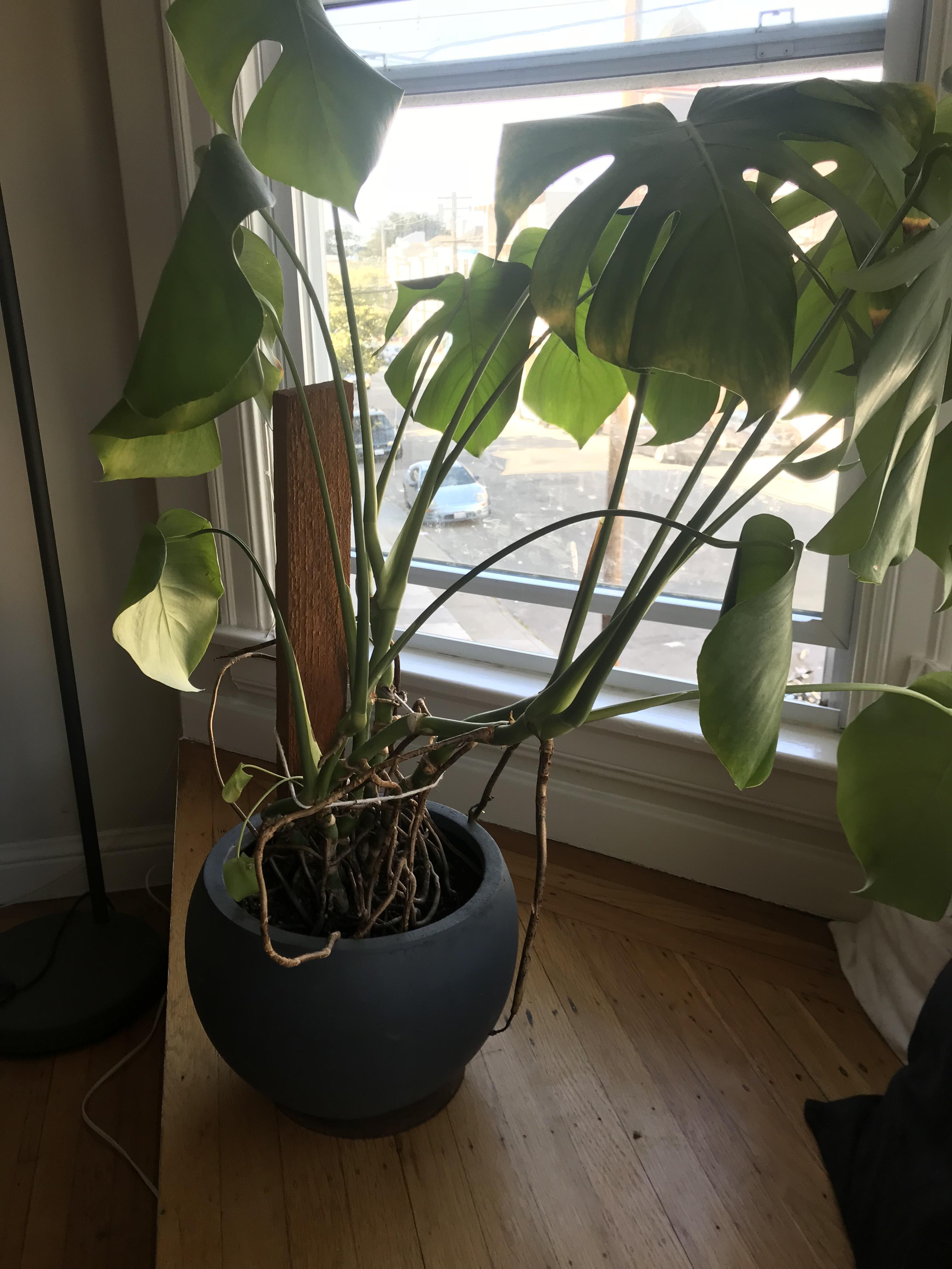 Monstera help! Leaves yellowing and dying! r/houseplants