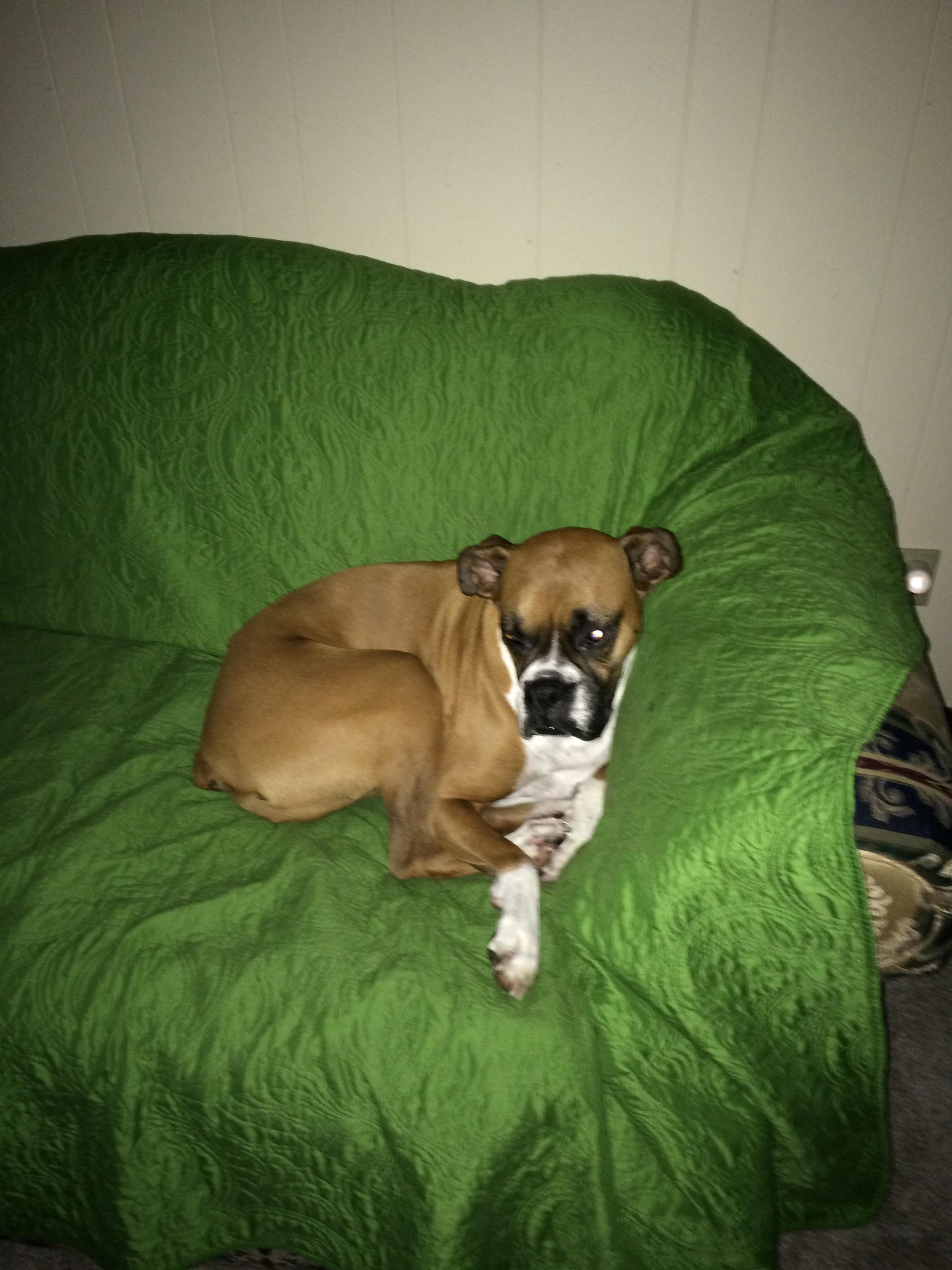 How many boxer dog owners have a a whole couch specifically set aside