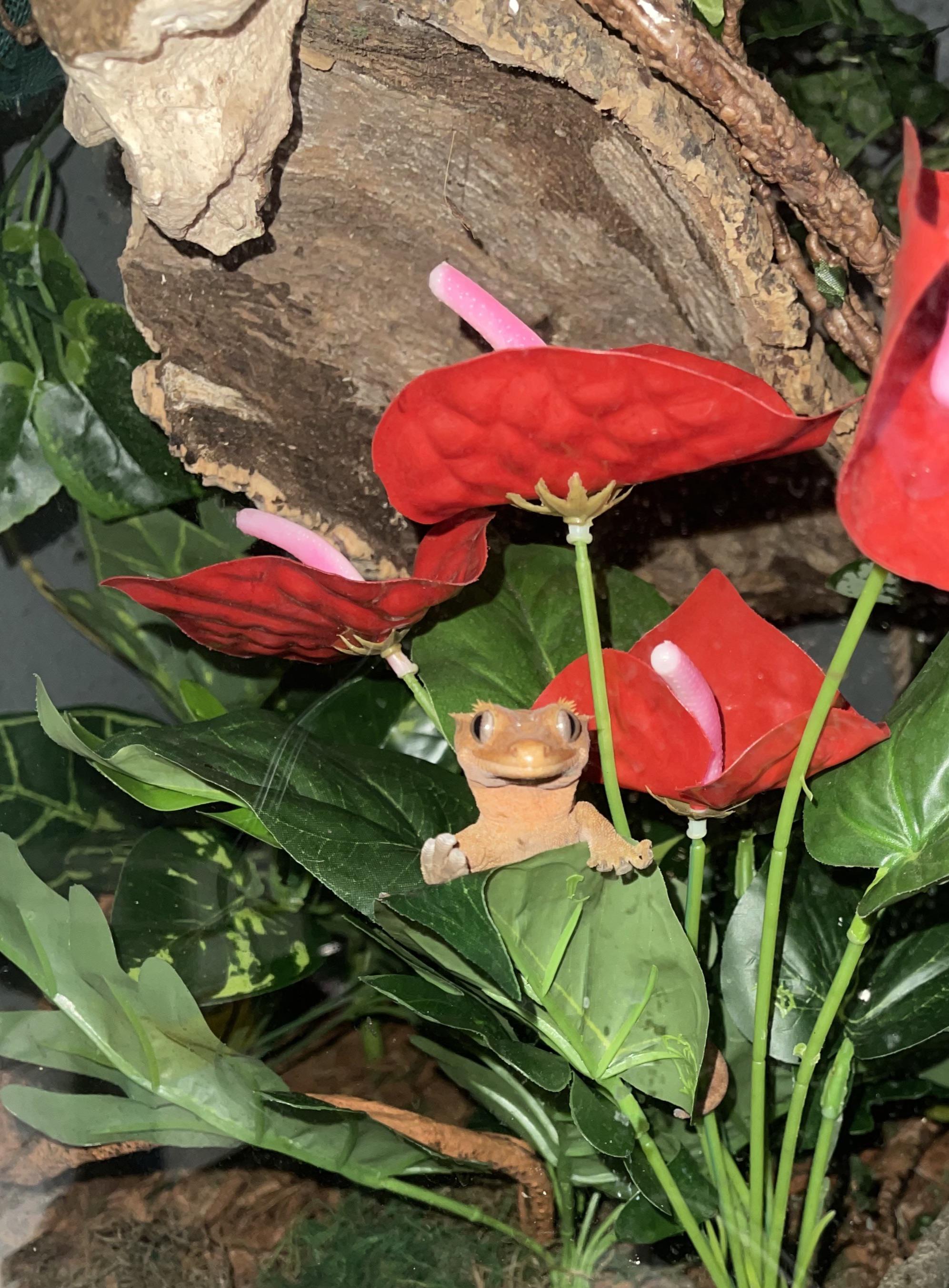 The derp was not impressed with me interrupting his night time zoomies