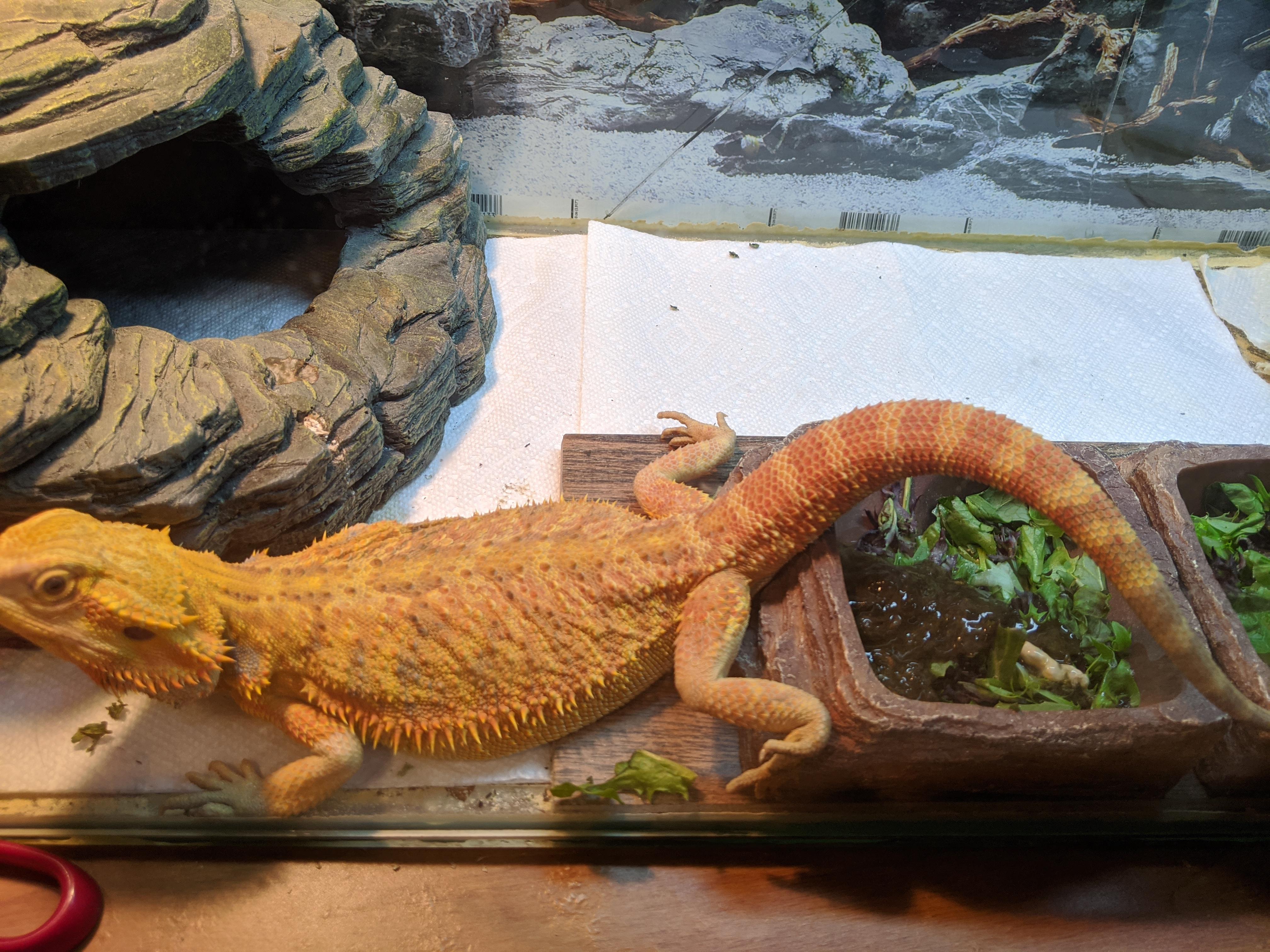 No one's told her that greens are going to be scarce in quarantine r