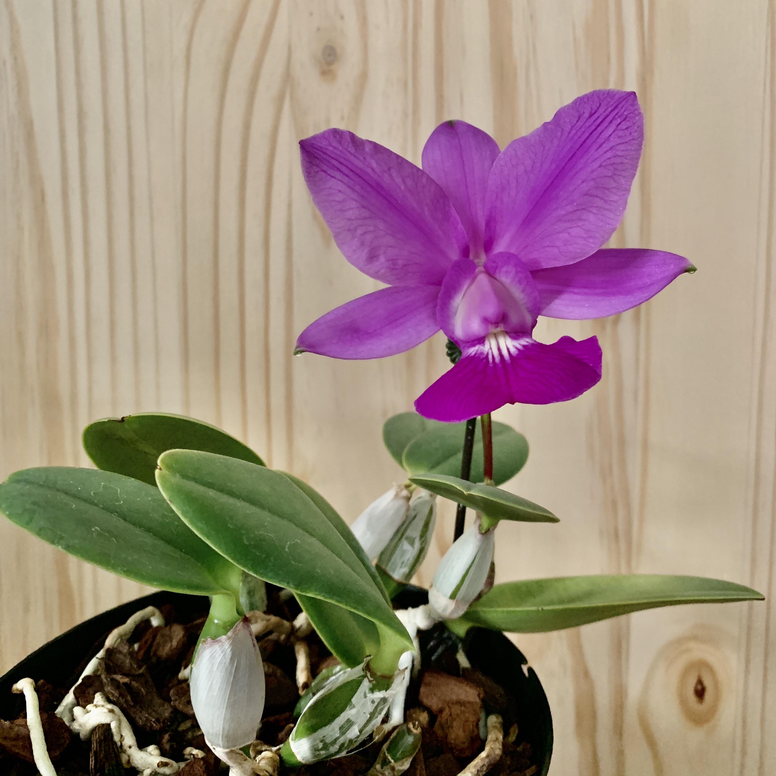 Cattleya walkeriana r/orchids