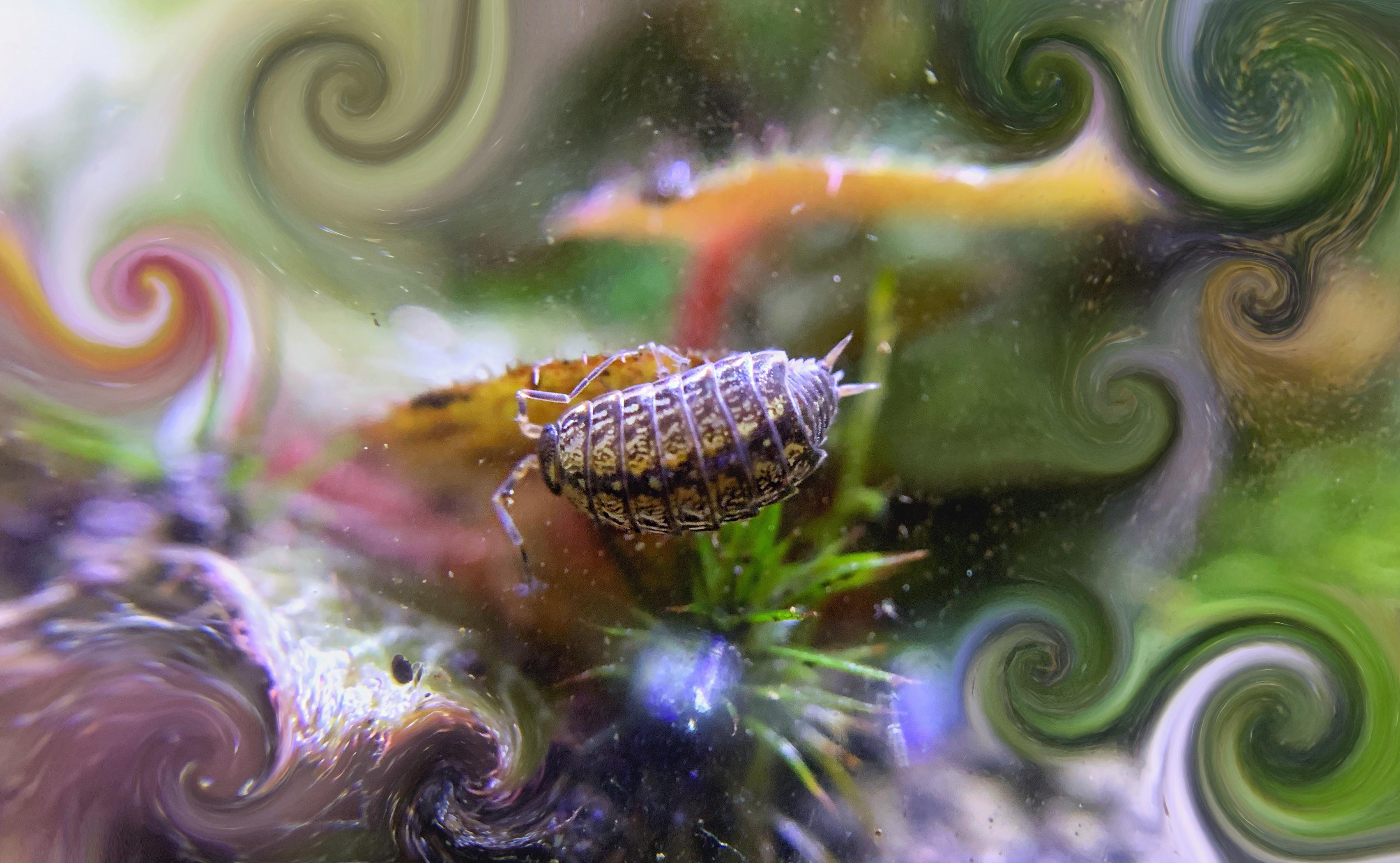 This is a Sow Bug that has a very pretty pattern on its exoskeleton