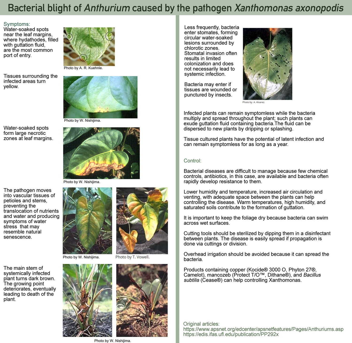Brown spots with yellow halos, watersoaked spots, yellow leaves, brown
