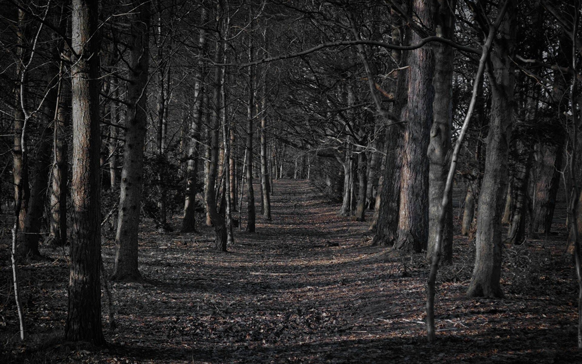 Dark Forest Path [1920 x 1200] HD Wallpapers