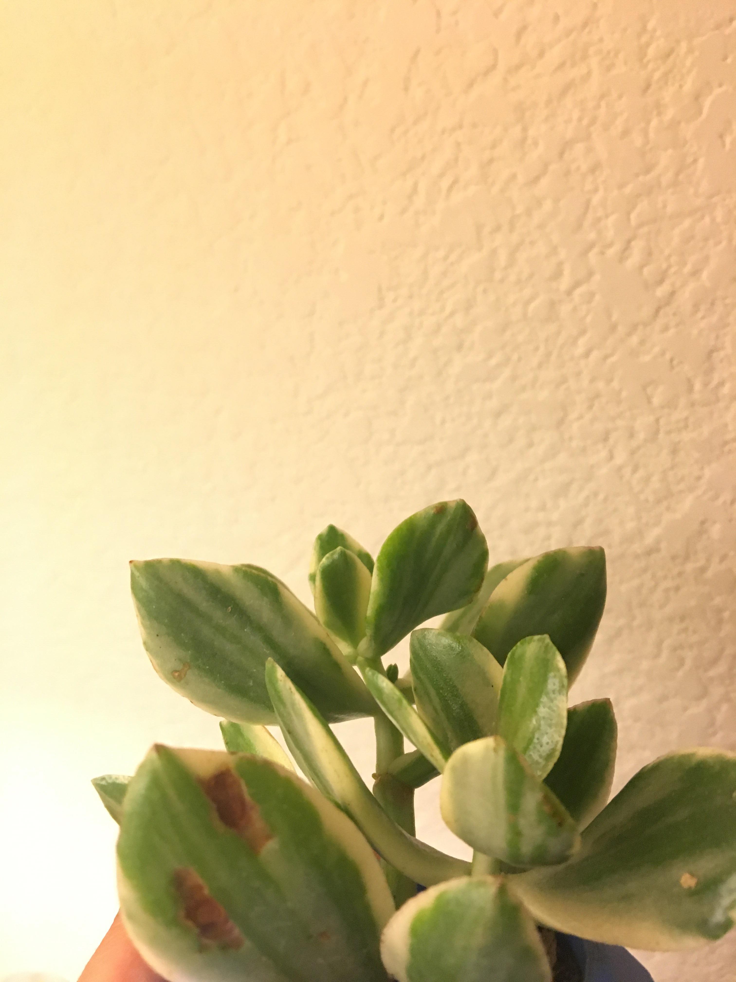 Brown spots/ scabs of Jade Plant r/succulents