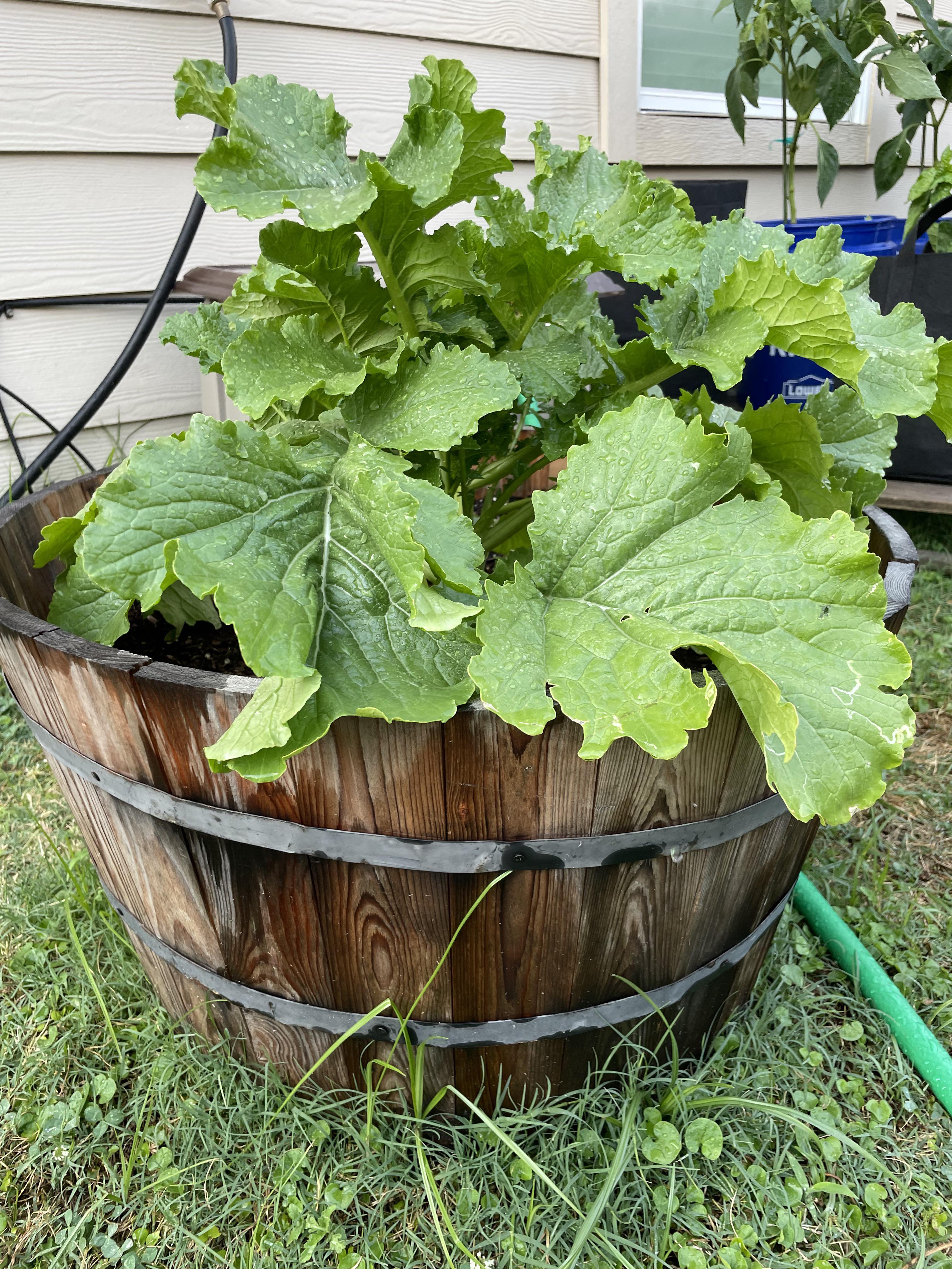 Planted Green knight hybrid eggplant, this was the only seedling that
