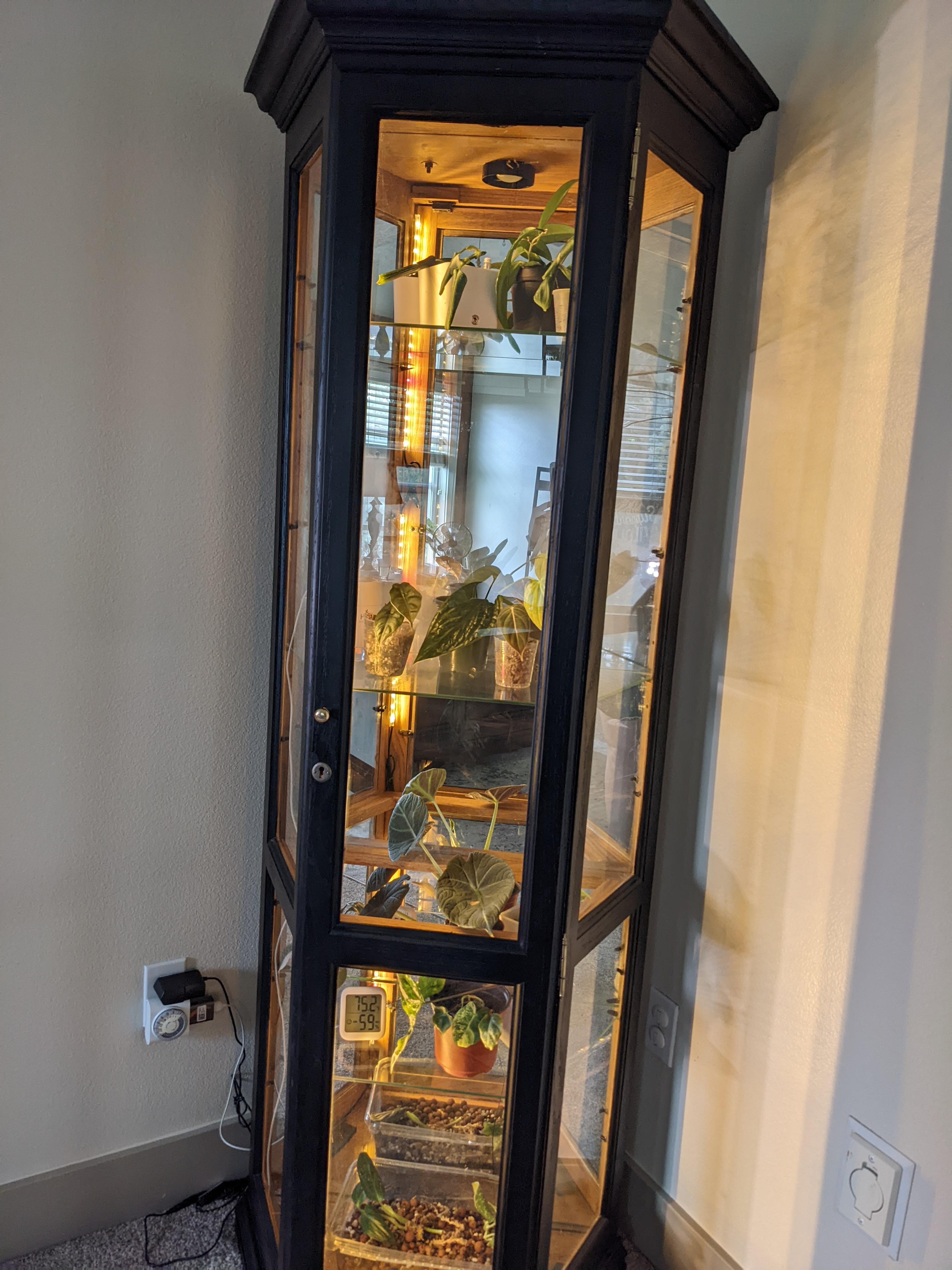 Curio greenhouse. What problems do you think I'll encounter r