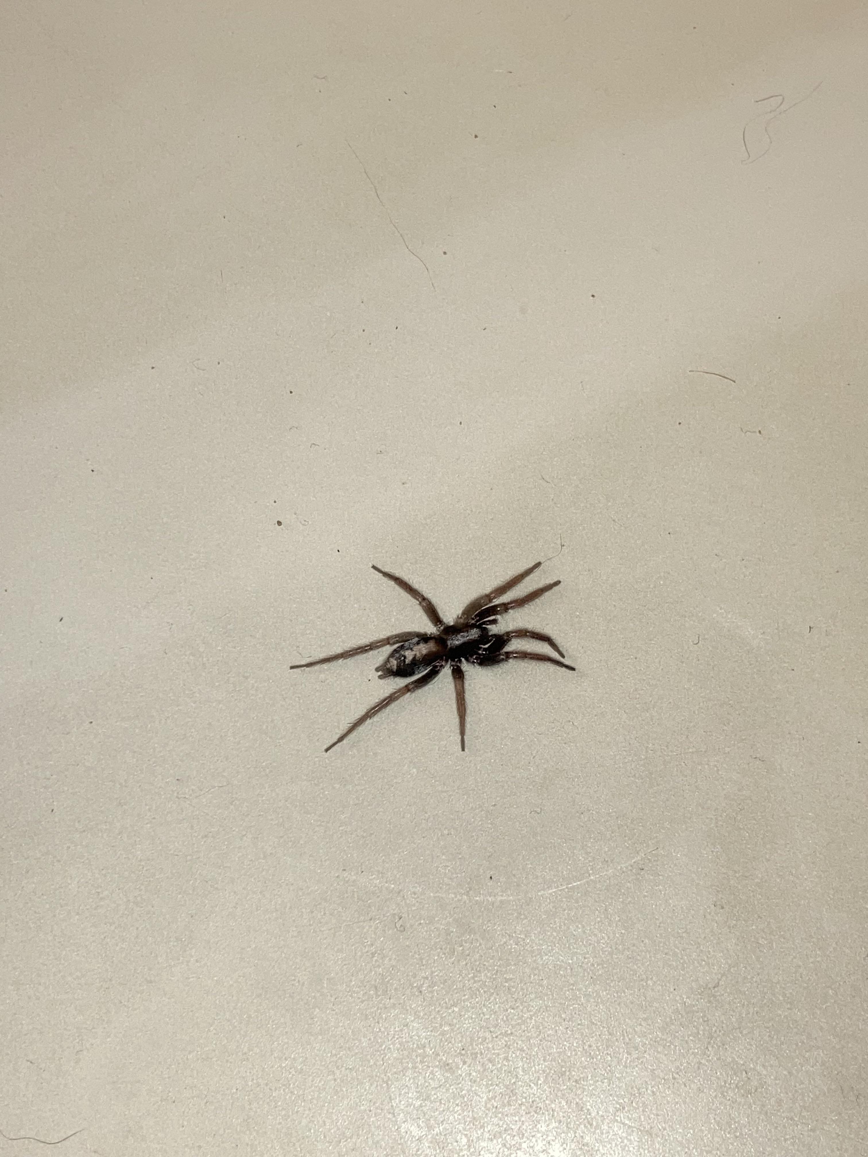 what kind of spider is this?? i found it in my bathtub r/spiders