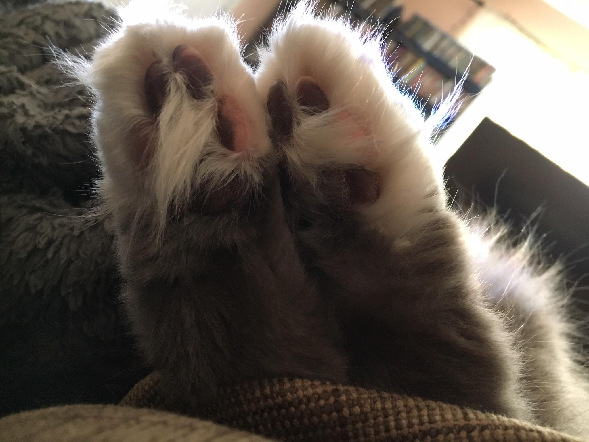 Teddy bear kitty paws r/jellybeantoes
